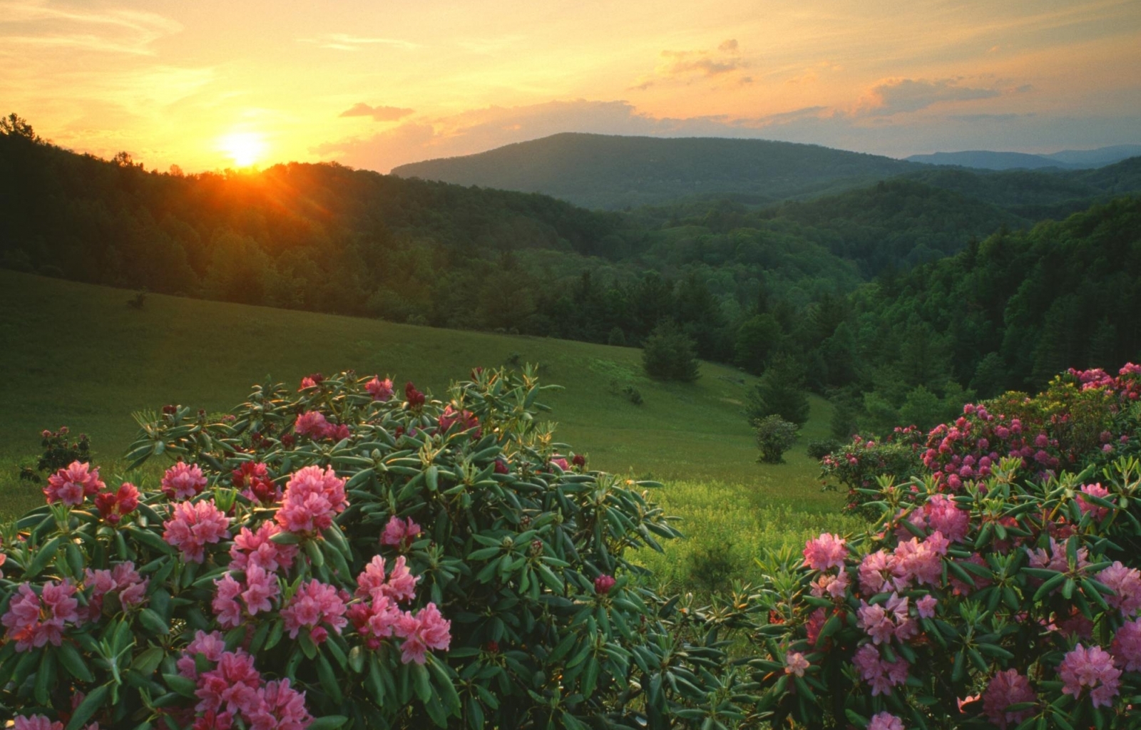 Laden Sie das Landschaft, Sun, Pflanzen, Blumen, Sunset-Bild kostenlos auf Ihren PC-Desktop herunter