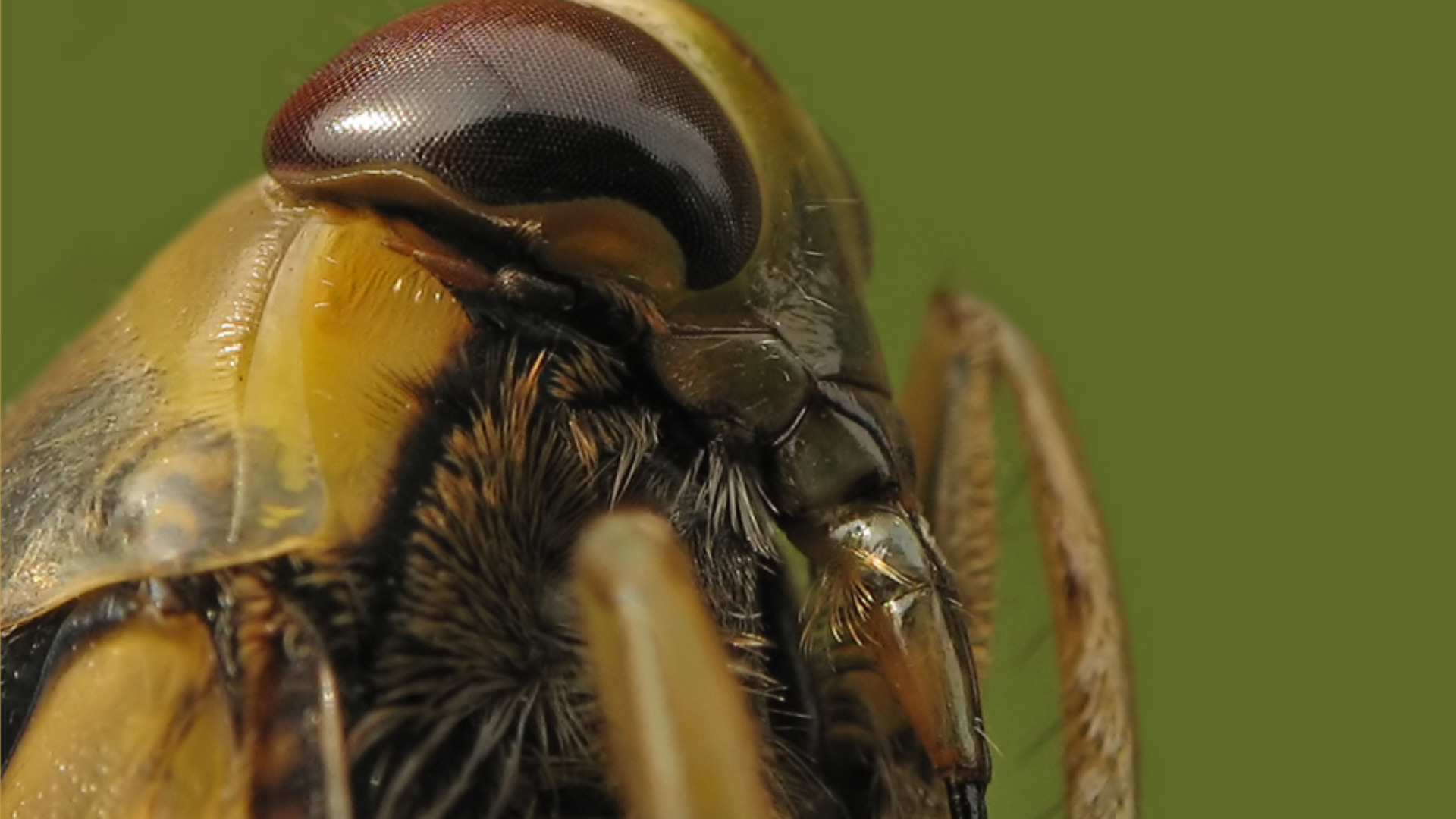 Téléchargez des papiers peints mobile Animaux, Insecte gratuitement.