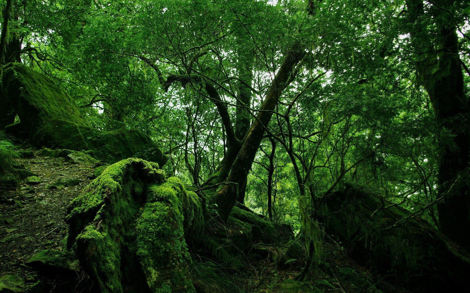 157864 descargar imagen bosque, árboles, hojas, naturaleza, stones, arbusto, verde, vegetación, musgo, matorrales, matorral: fondos de pantalla y protectores de pantalla gratis