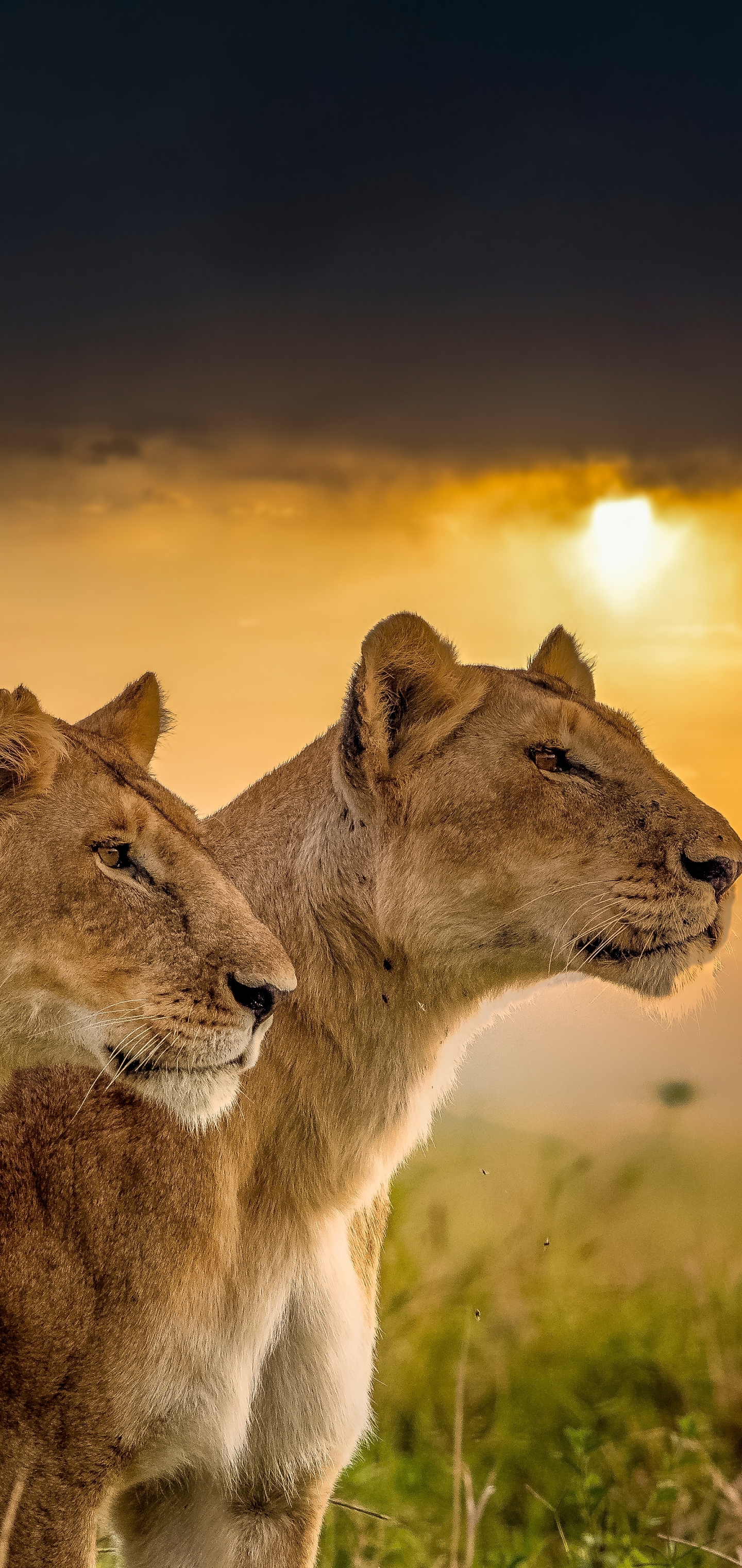 Download mobile wallpaper Cats, Lion, Lioness, Animal for free.