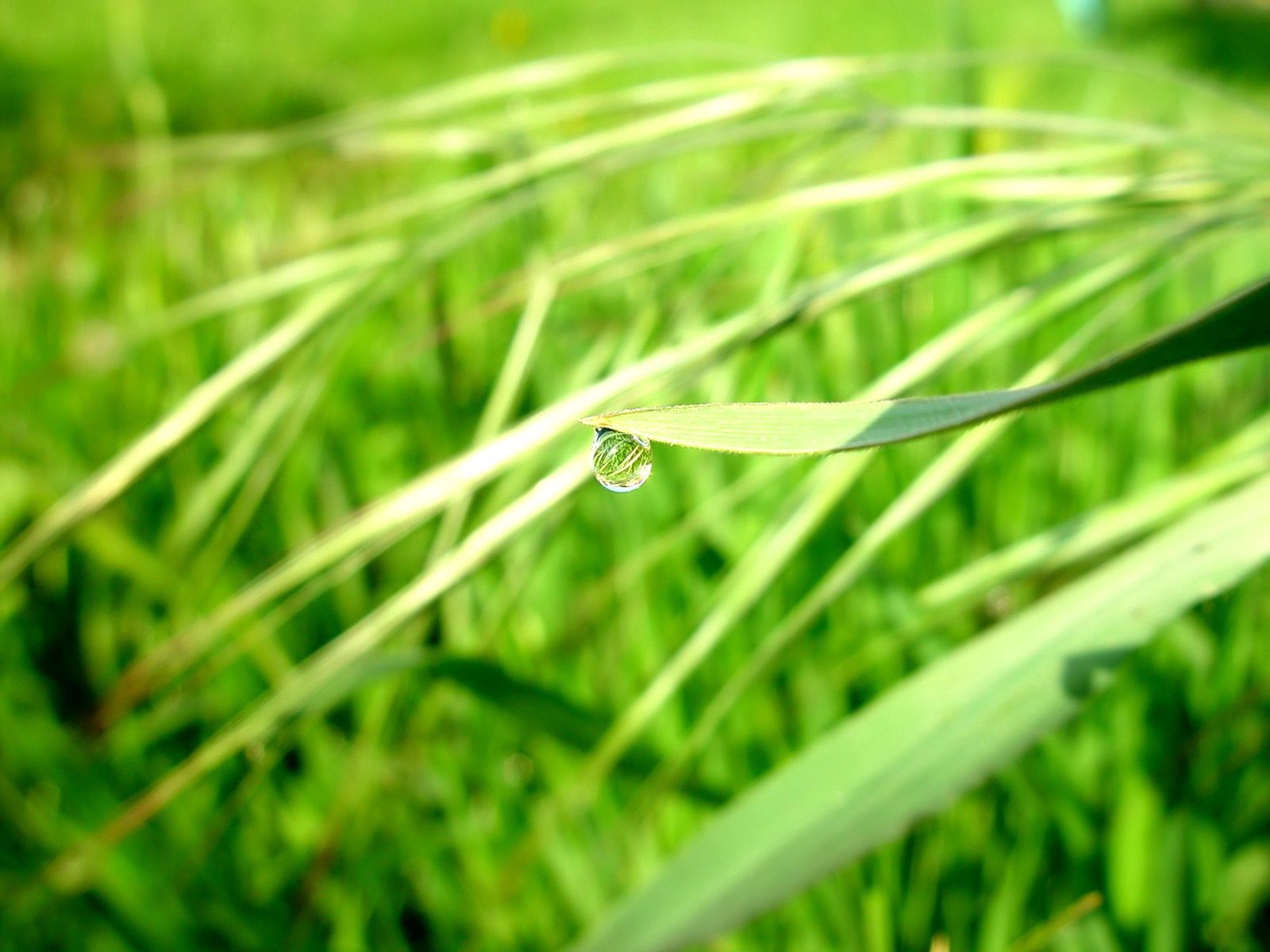 Free HD grass, sun, macro, shine, light, drop, dew