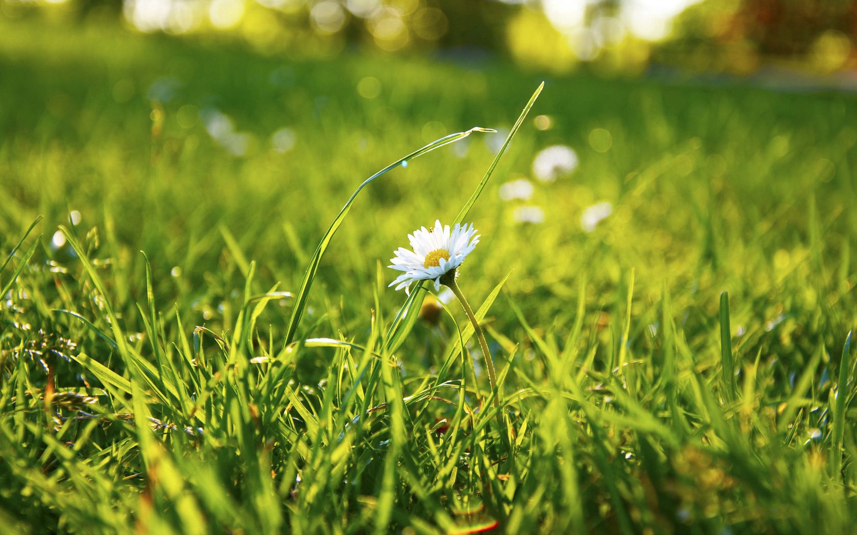 Free download wallpaper Grass, Flower, Macro, Field, Chamomile, Camomile on your PC desktop