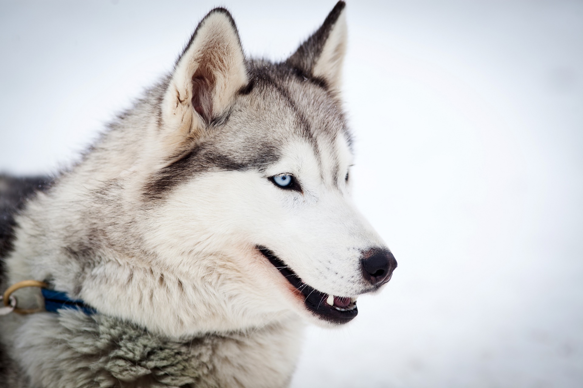 373187 Bild herunterladen tiere, sibirischer husky, hund, hunde - Hintergrundbilder und Bildschirmschoner kostenlos