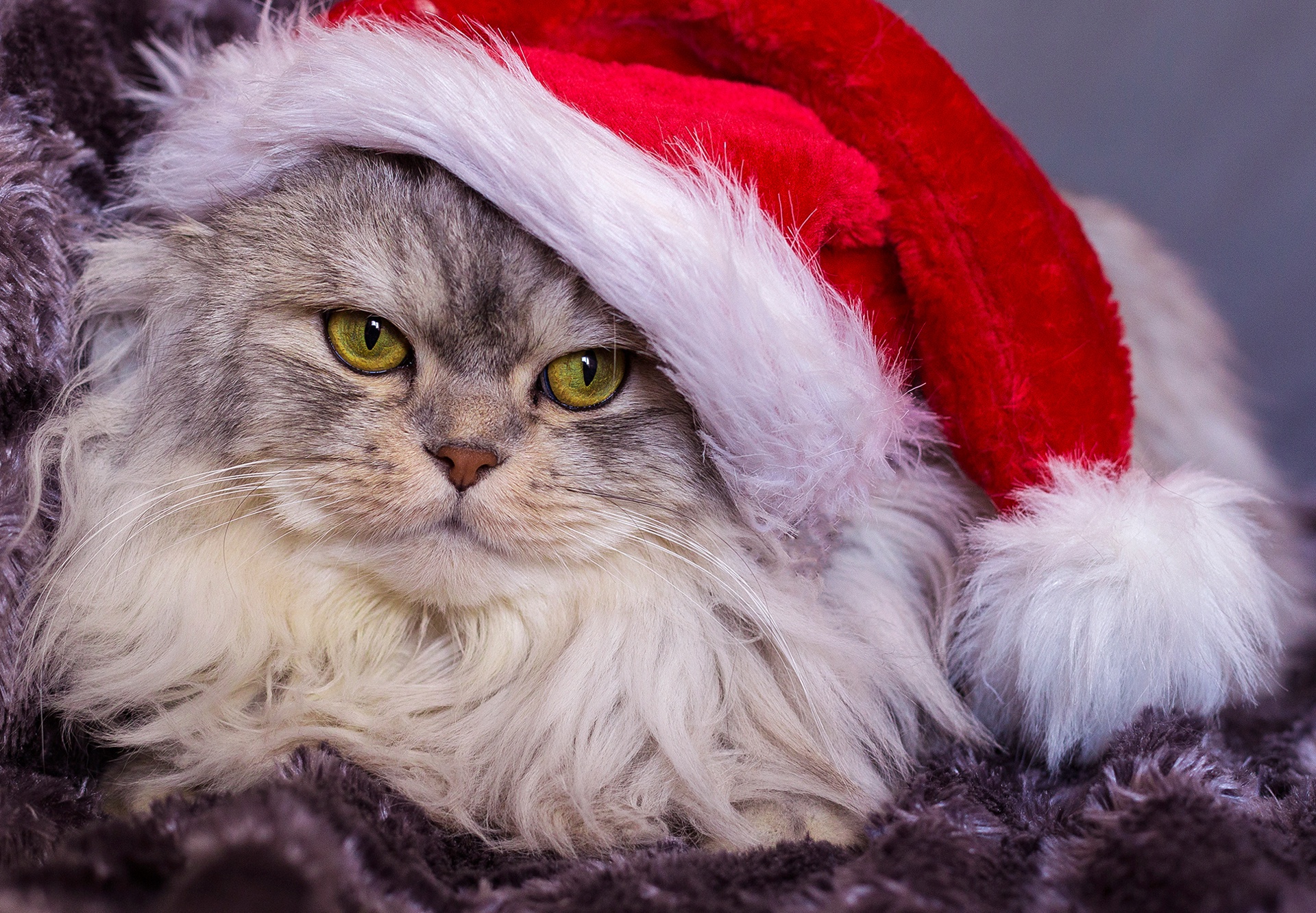 Laden Sie das Tiere, Katzen, Katze, Weihnachtsmütze-Bild kostenlos auf Ihren PC-Desktop herunter