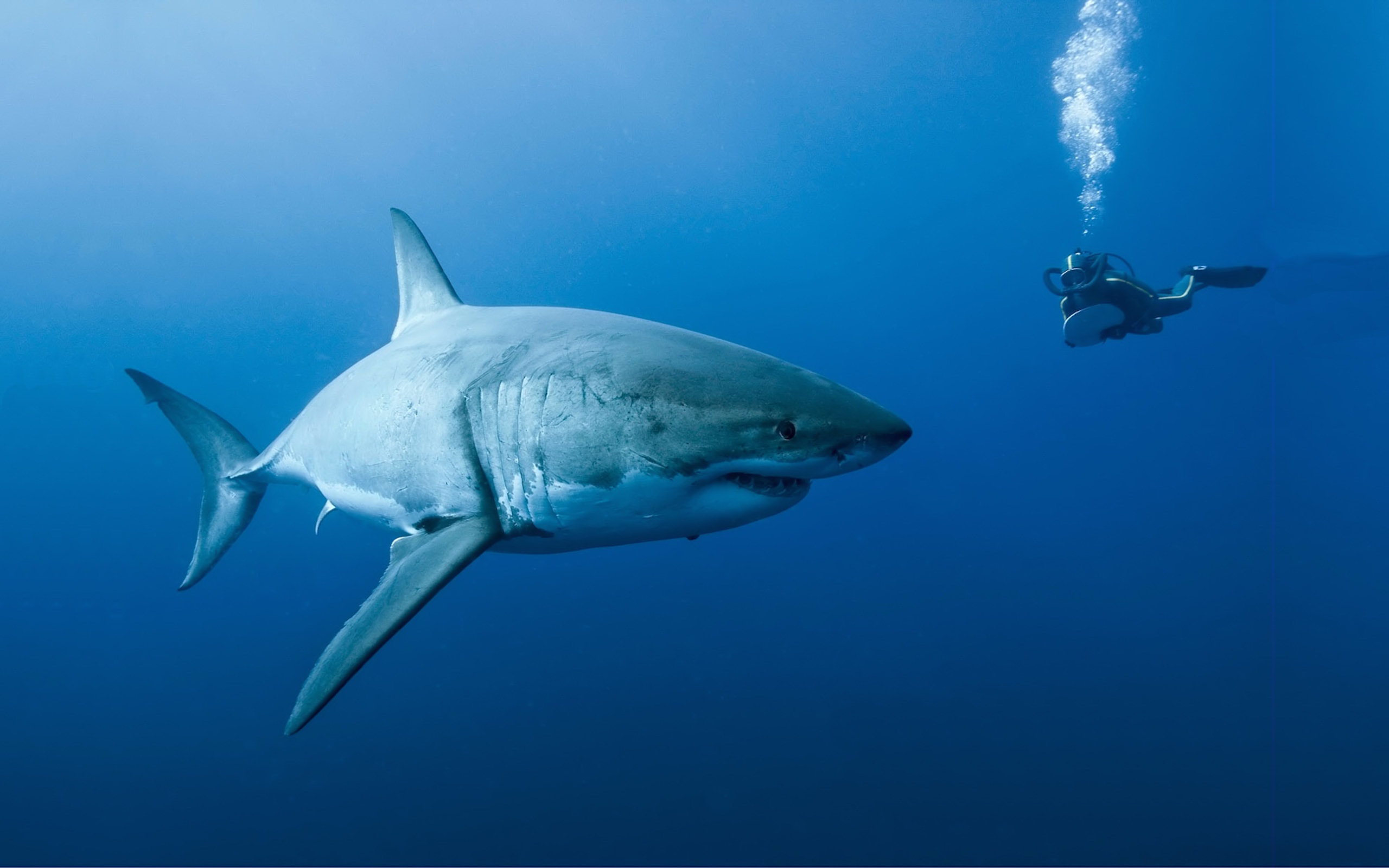 537394 baixar papel de parede filme, oceanos, mergulhador, grande tubarão branco, natureza, oceanos (filme), tubarão, embaixo da agua - protetores de tela e imagens gratuitamente
