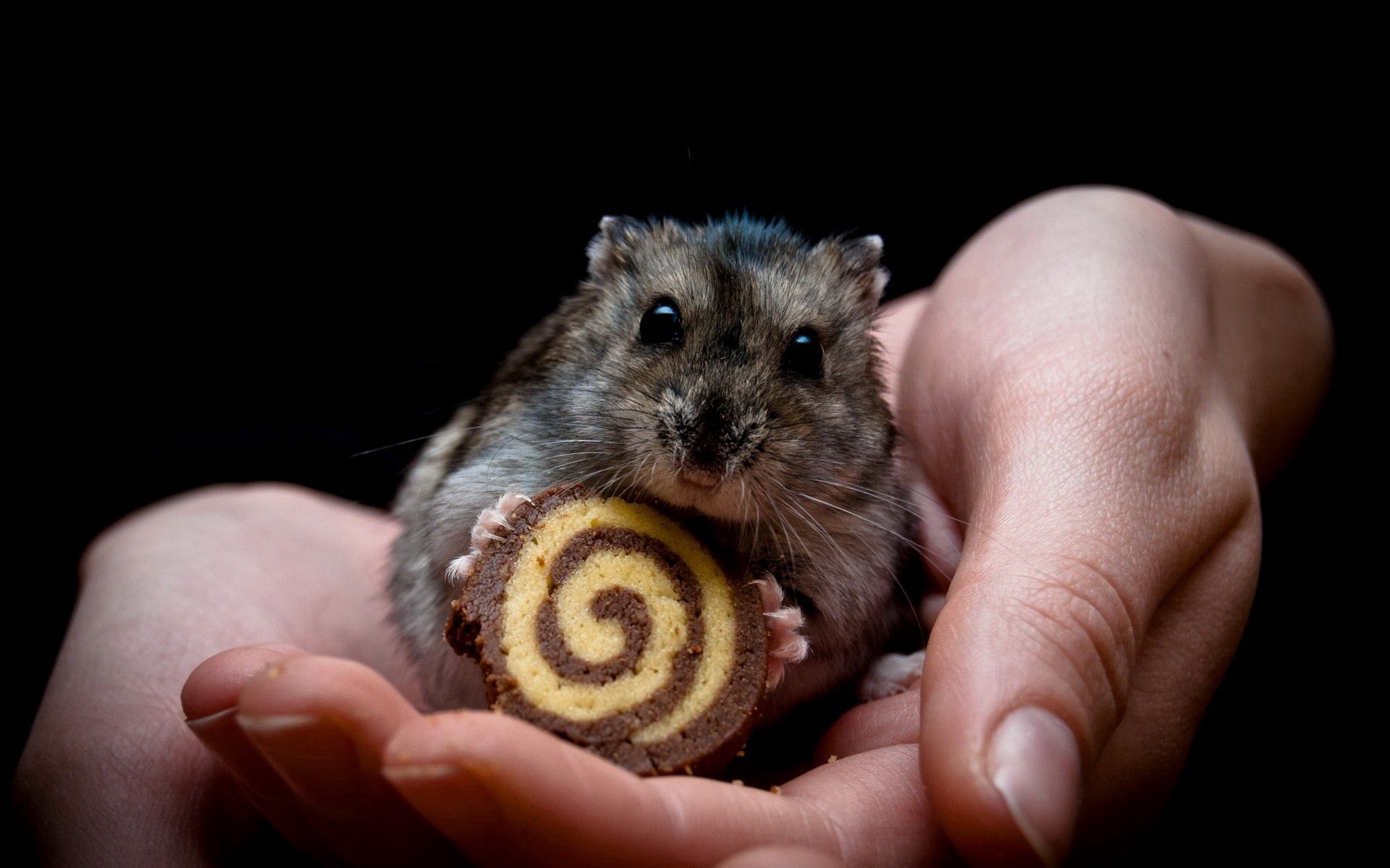 animals, palms, cookies, palm, hands, hamster