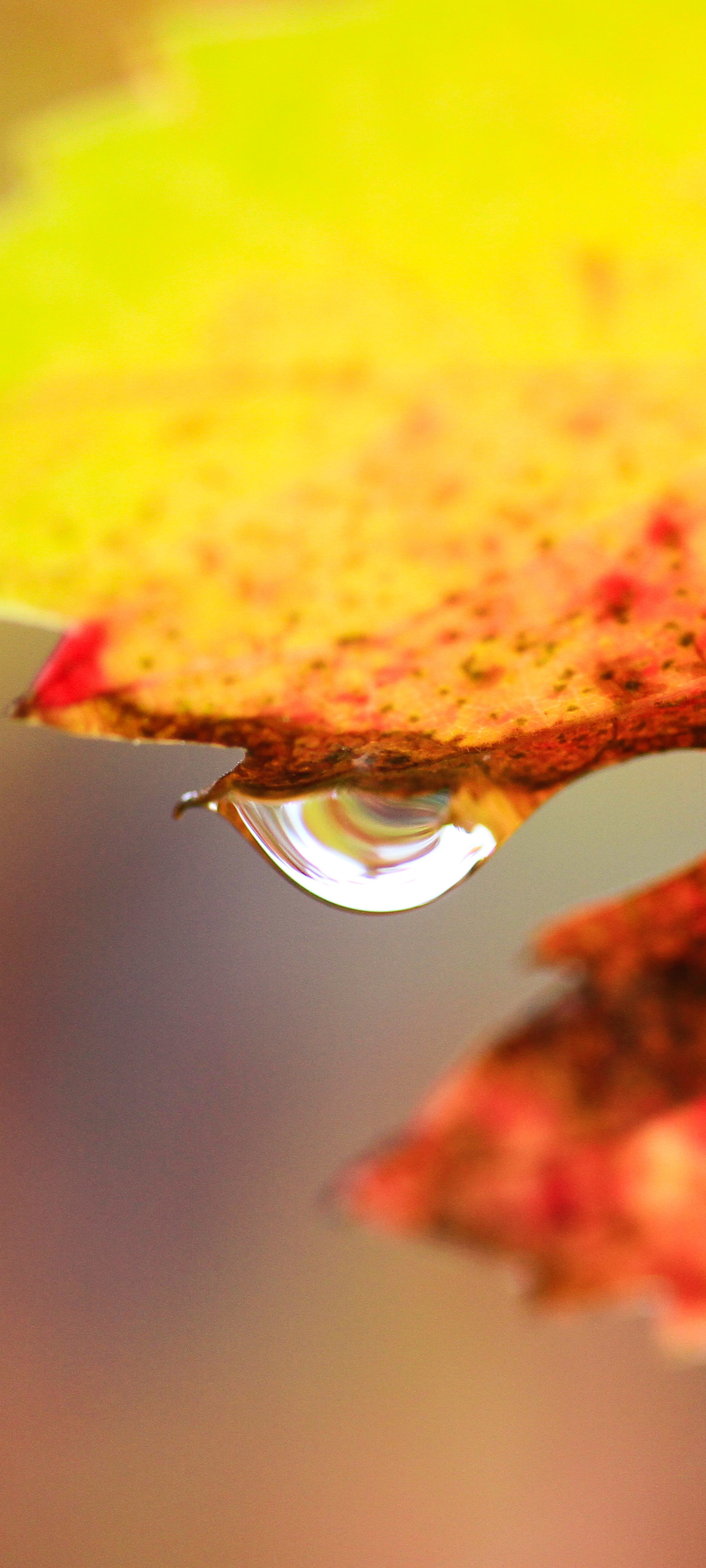 Download mobile wallpaper Earth, Water Drop for free.