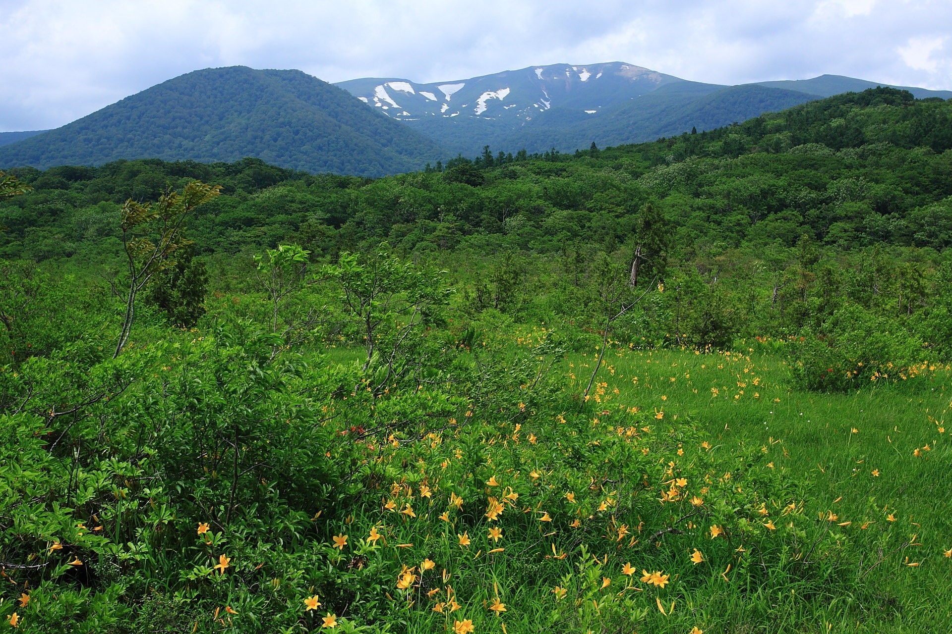 Free download wallpaper Bush, Trees, Nature, Flowers, Mountains, Landscape on your PC desktop