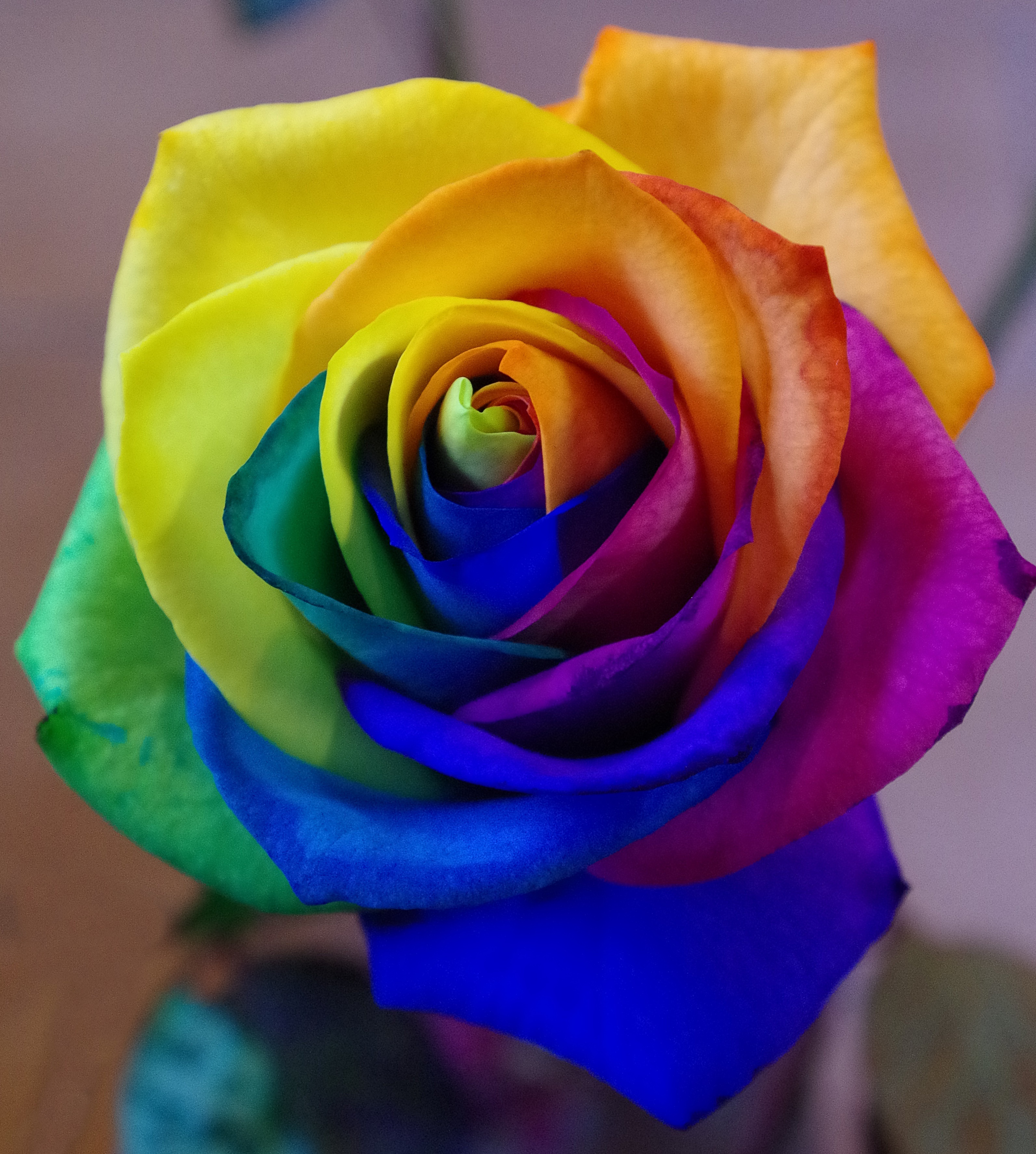 multicolored, rose flower, bud, motley, flowers, rainbow, rose, iridescent