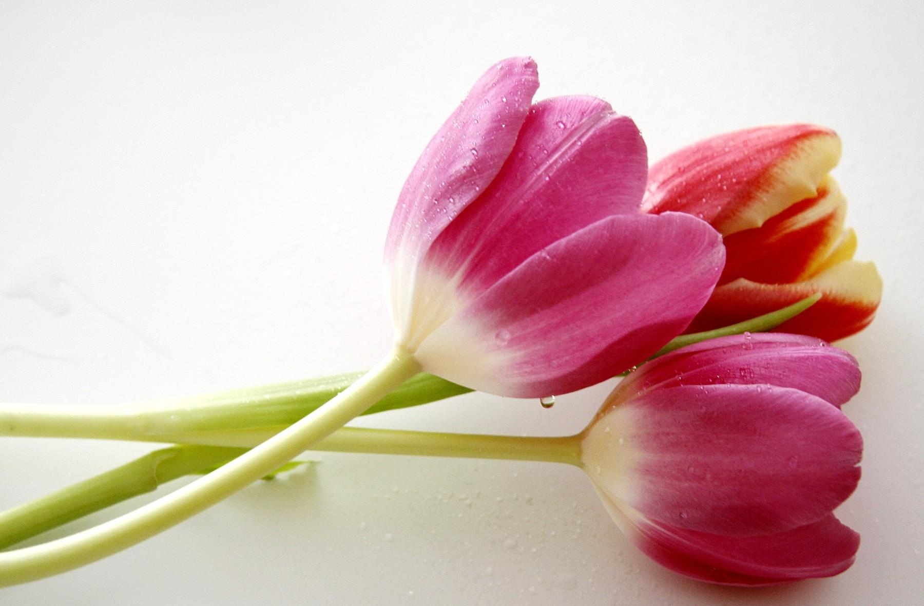 tulips, flowers, drops, to lie down, lie, three HD wallpaper