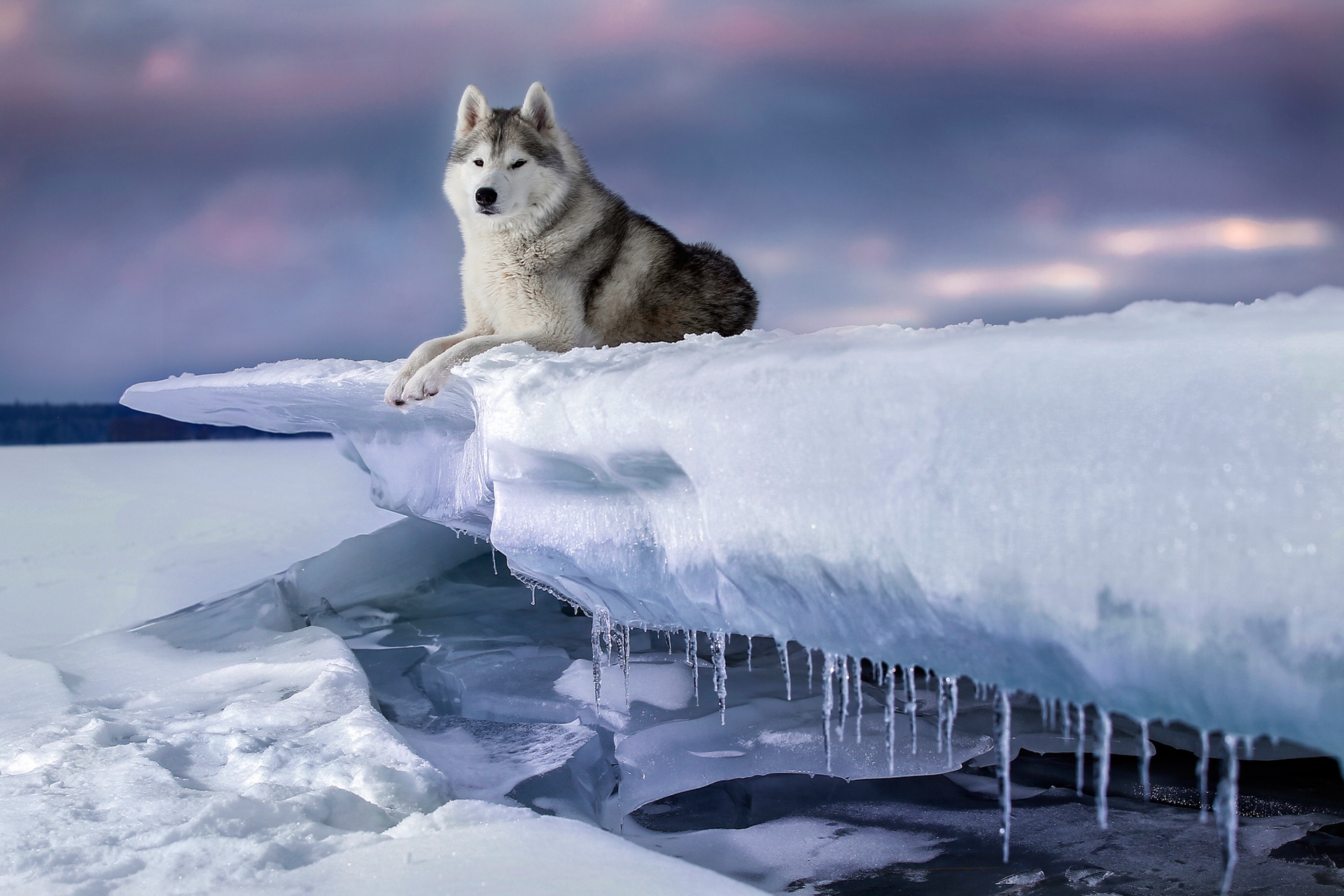 Скачать обои бесплатно Животные, Собаки, Собака, Лёд, Сибирский Хаски картинка на рабочий стол ПК