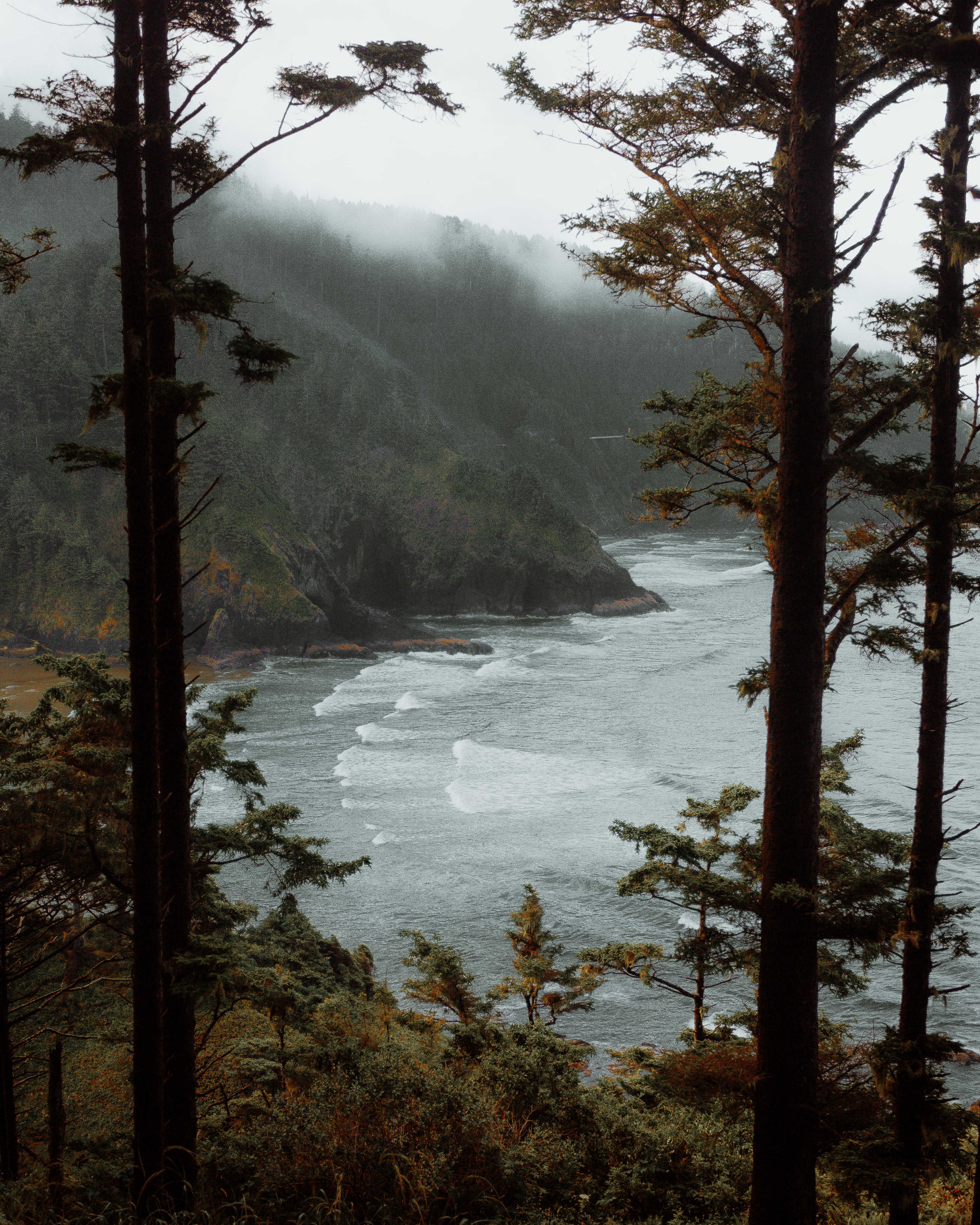 surf, nature, trees, sea, rocks, fog Full HD