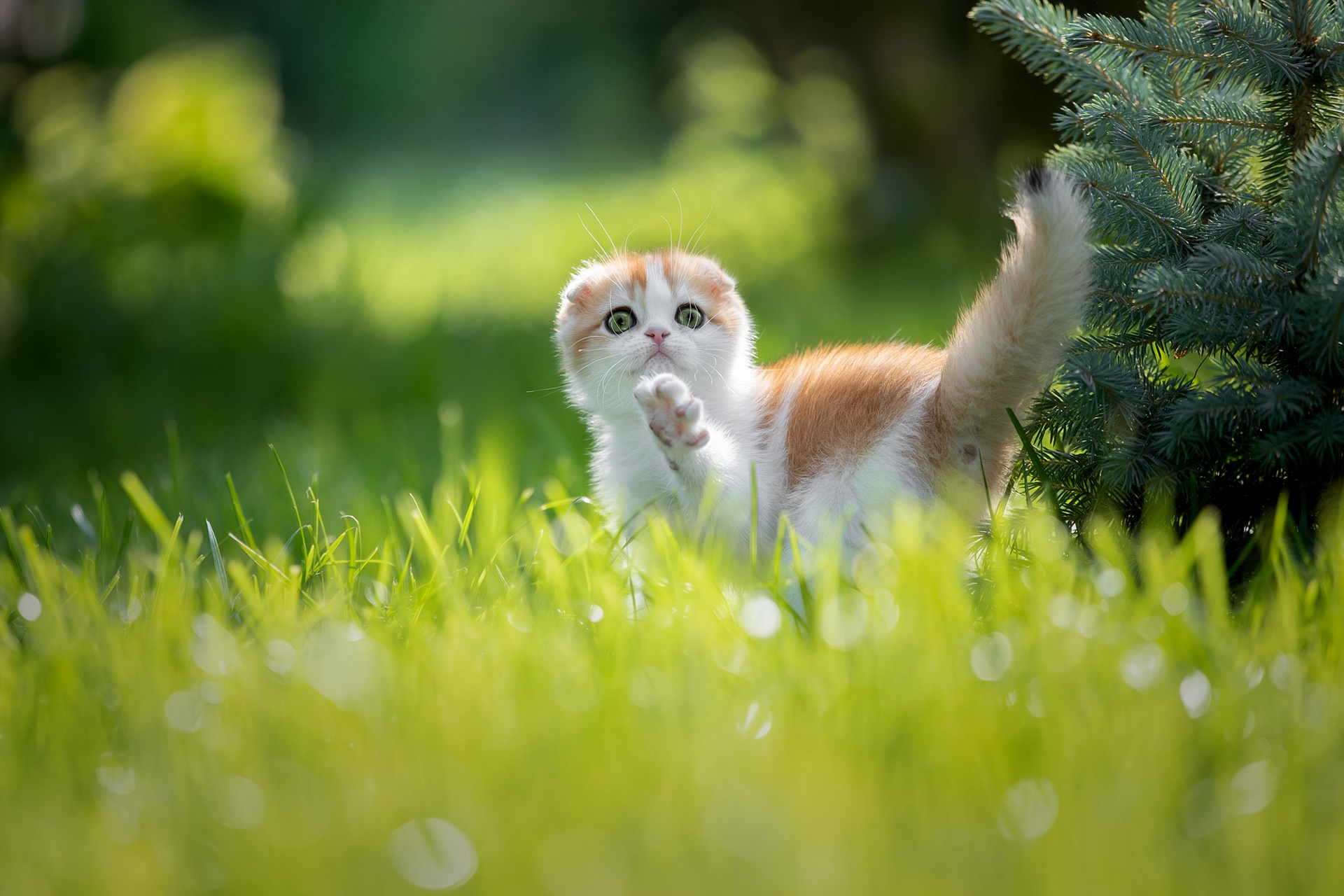 Download mobile wallpaper Cats, Grass, Cat, Animal for free.