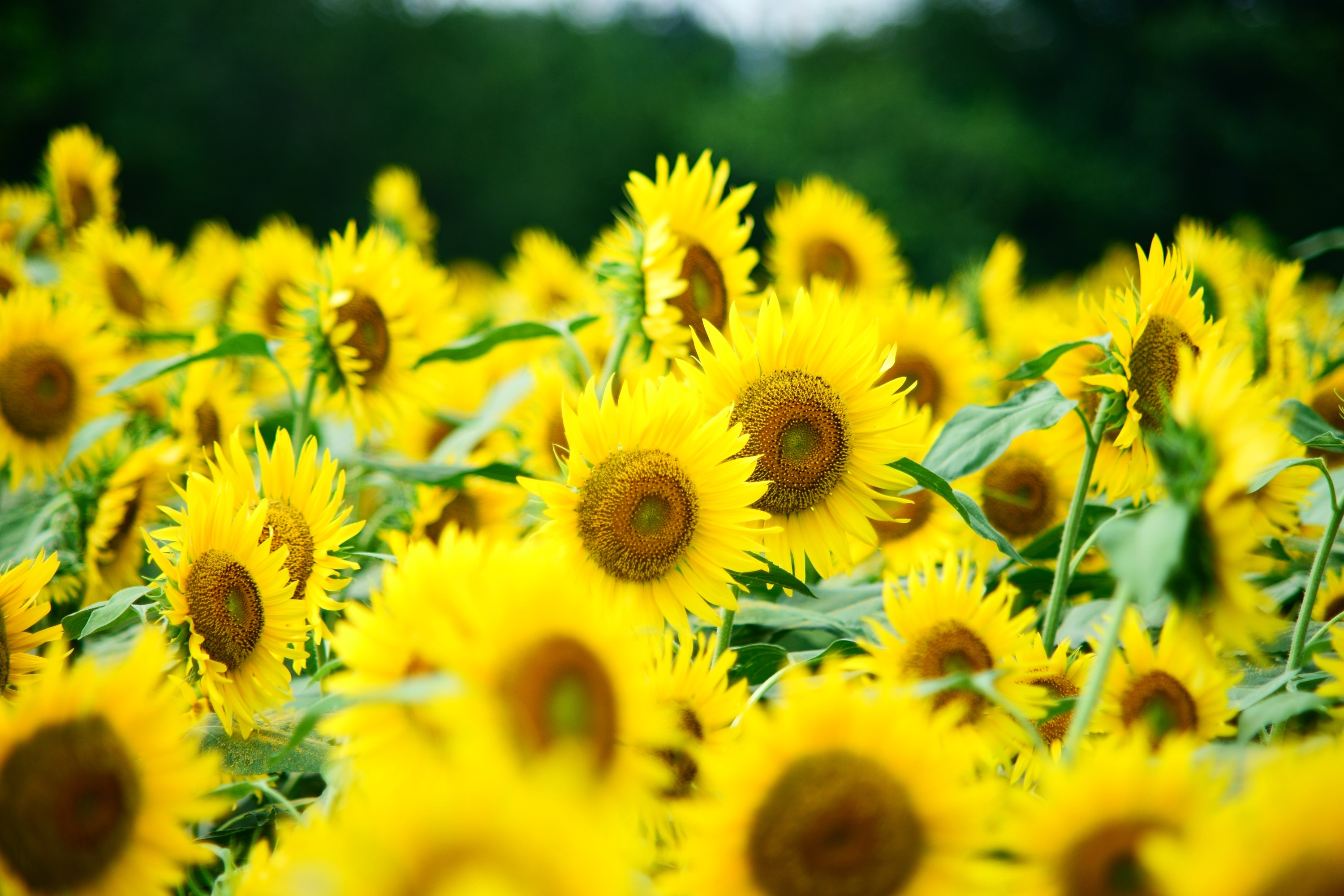 Free download wallpaper Flowers, Summer, Flower, Earth, Sunflower, Yellow Flower on your PC desktop