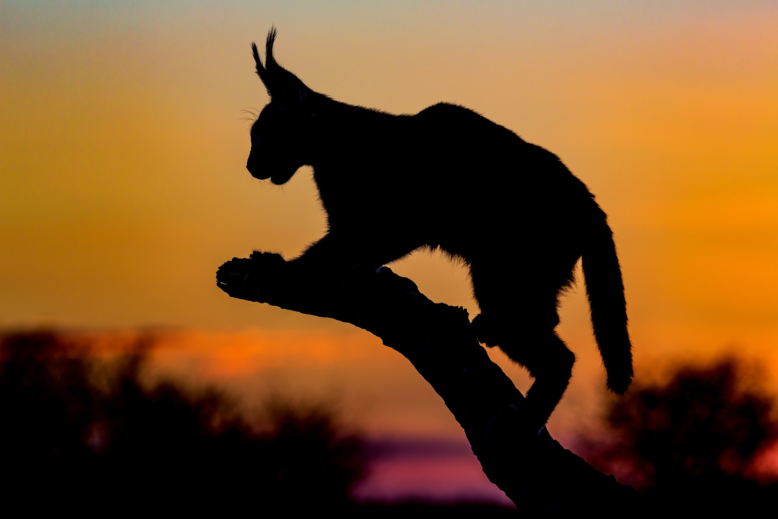 Download mobile wallpaper Cats, Silhouette, Animal, Caracal for free.
