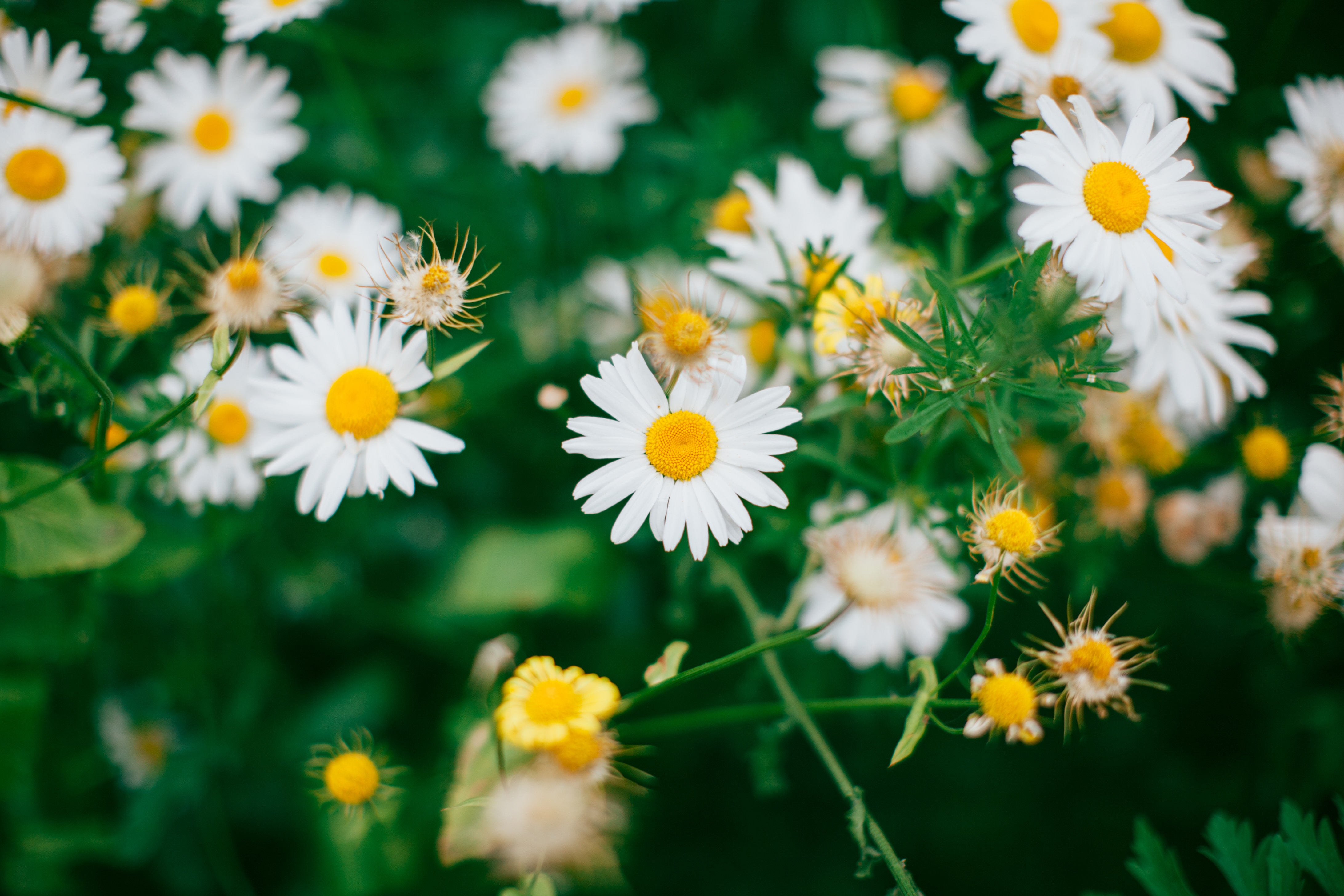 PC Wallpapers bloom, flowers, camomile, blur, smooth, flowering, field