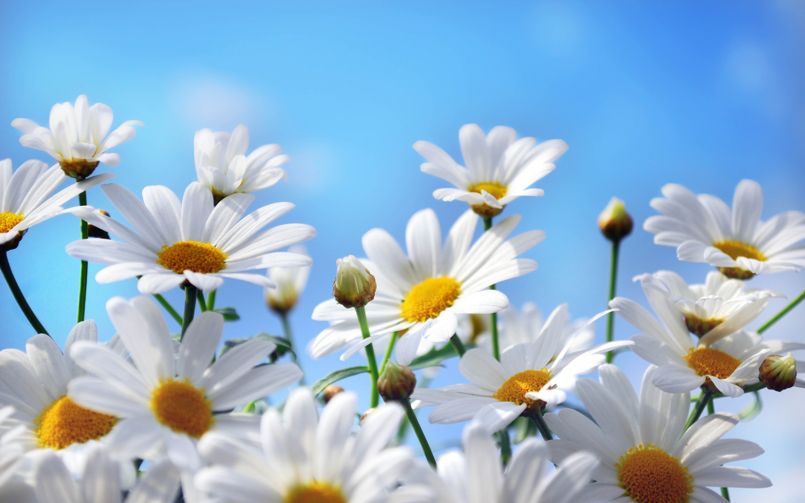 Téléchargez gratuitement l'image Fleurs, Camomille, Plantes sur le bureau de votre PC