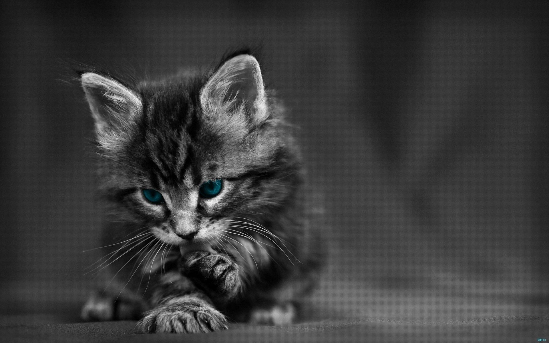 tot, bw, grey, animals, cat, eyes, beautiful, chb, kid cell phone wallpapers