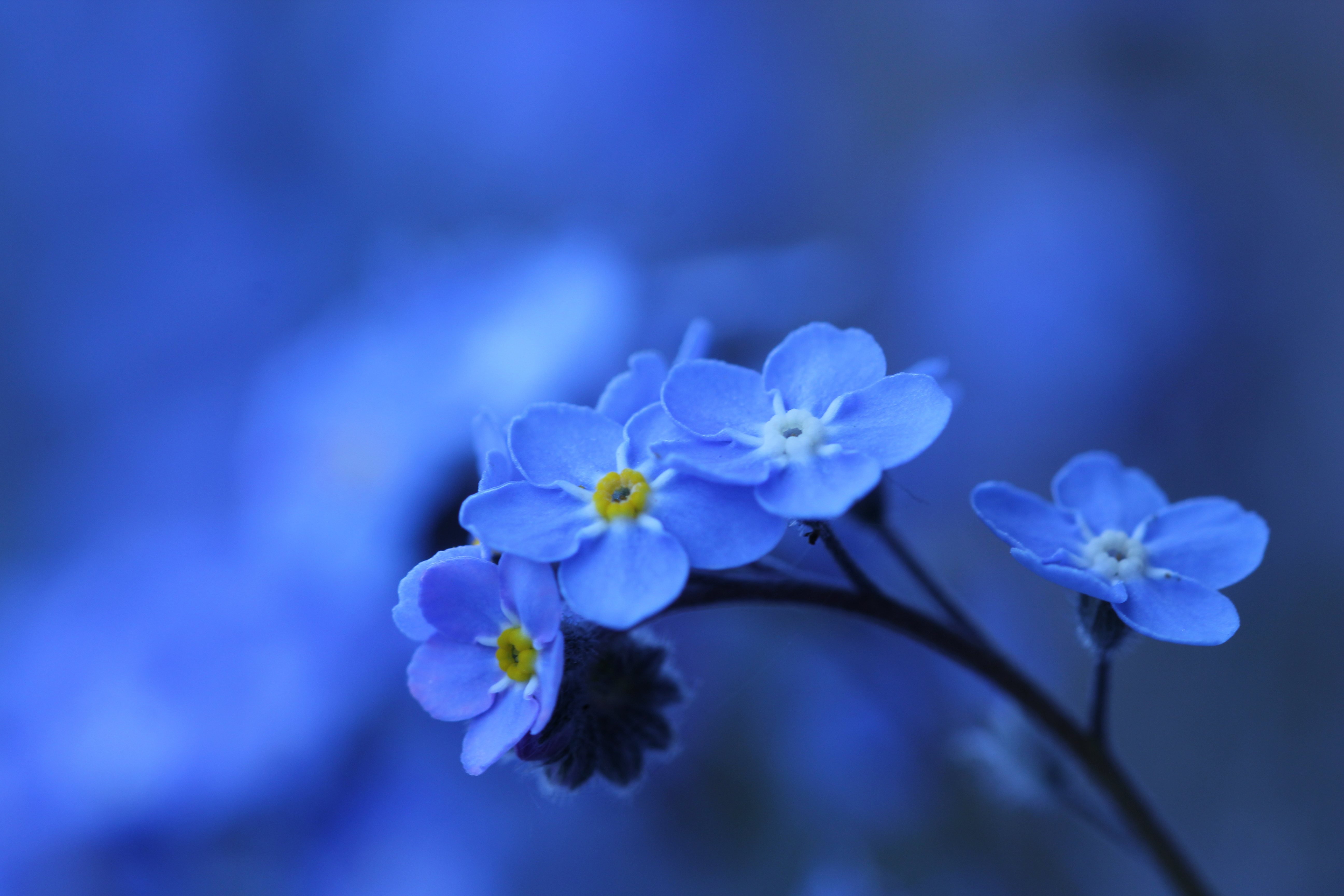 416231 descargar imagen tierra/naturaleza, nomeolvides, flor azul, flor, naturaleza, flores: fondos de pantalla y protectores de pantalla gratis