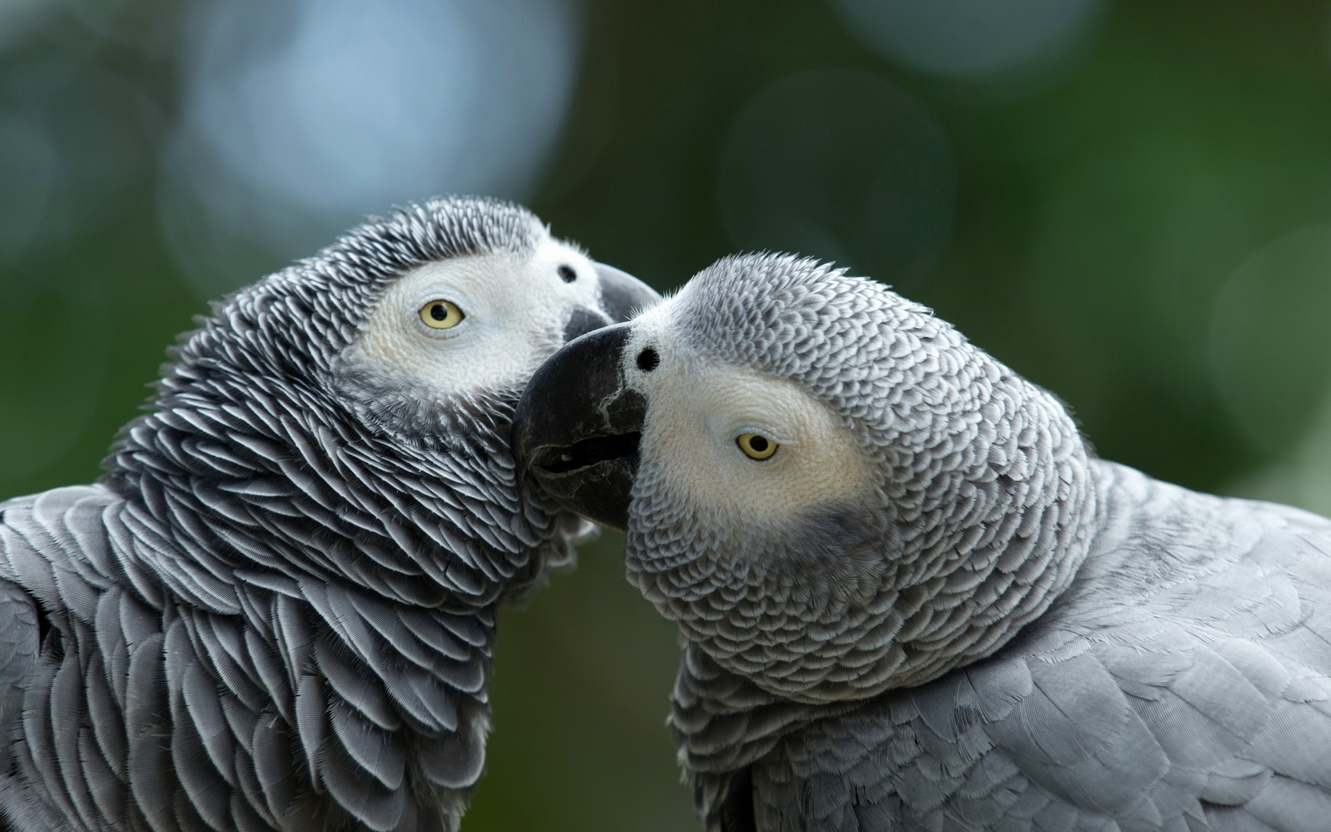 338119 descargar fondo de pantalla animales, loro gris africano, aves: protectores de pantalla e imágenes gratis