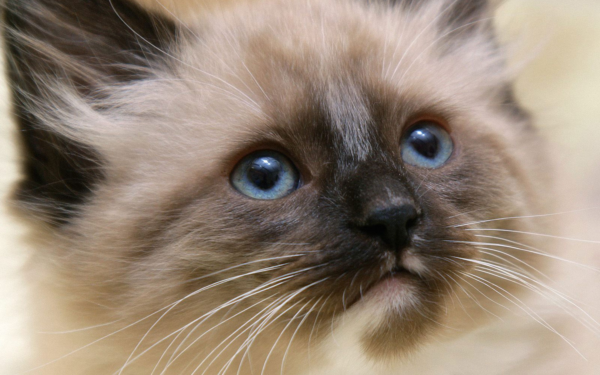 Free download wallpaper Cats, Cat, Animal, Himalayan Cat on your PC desktop