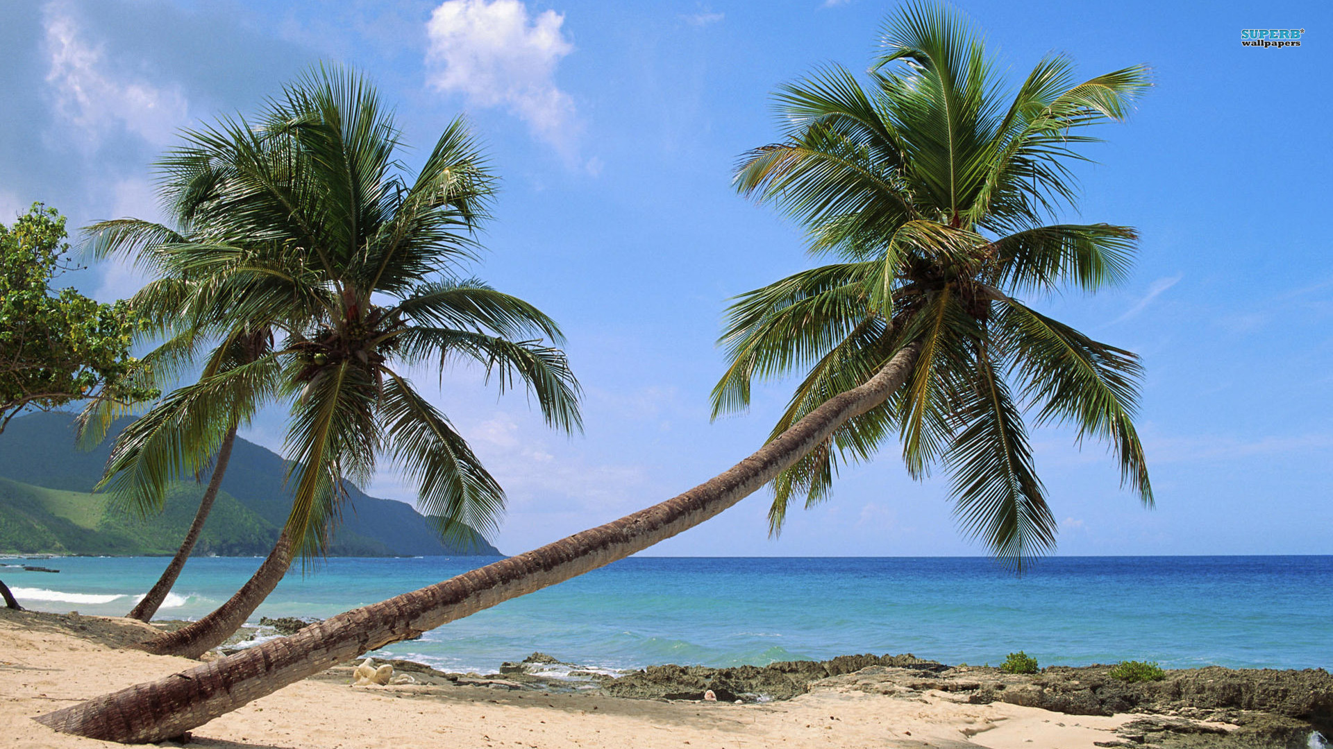 Скачать картинку Пальма, Остров, Береговая Линия, Пляж, Земля/природа в телефон бесплатно.