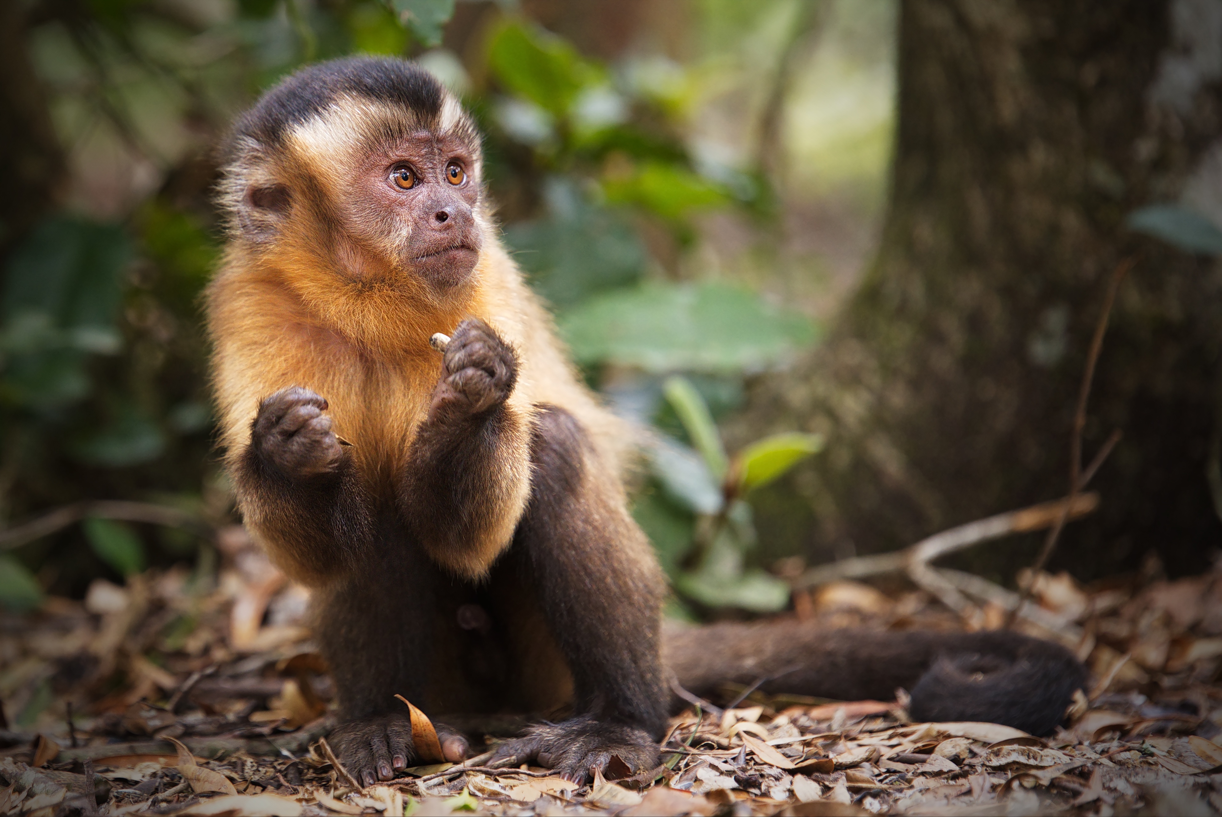 Download mobile wallpaper Monkeys, Monkey, Animal, Capuchin for free.