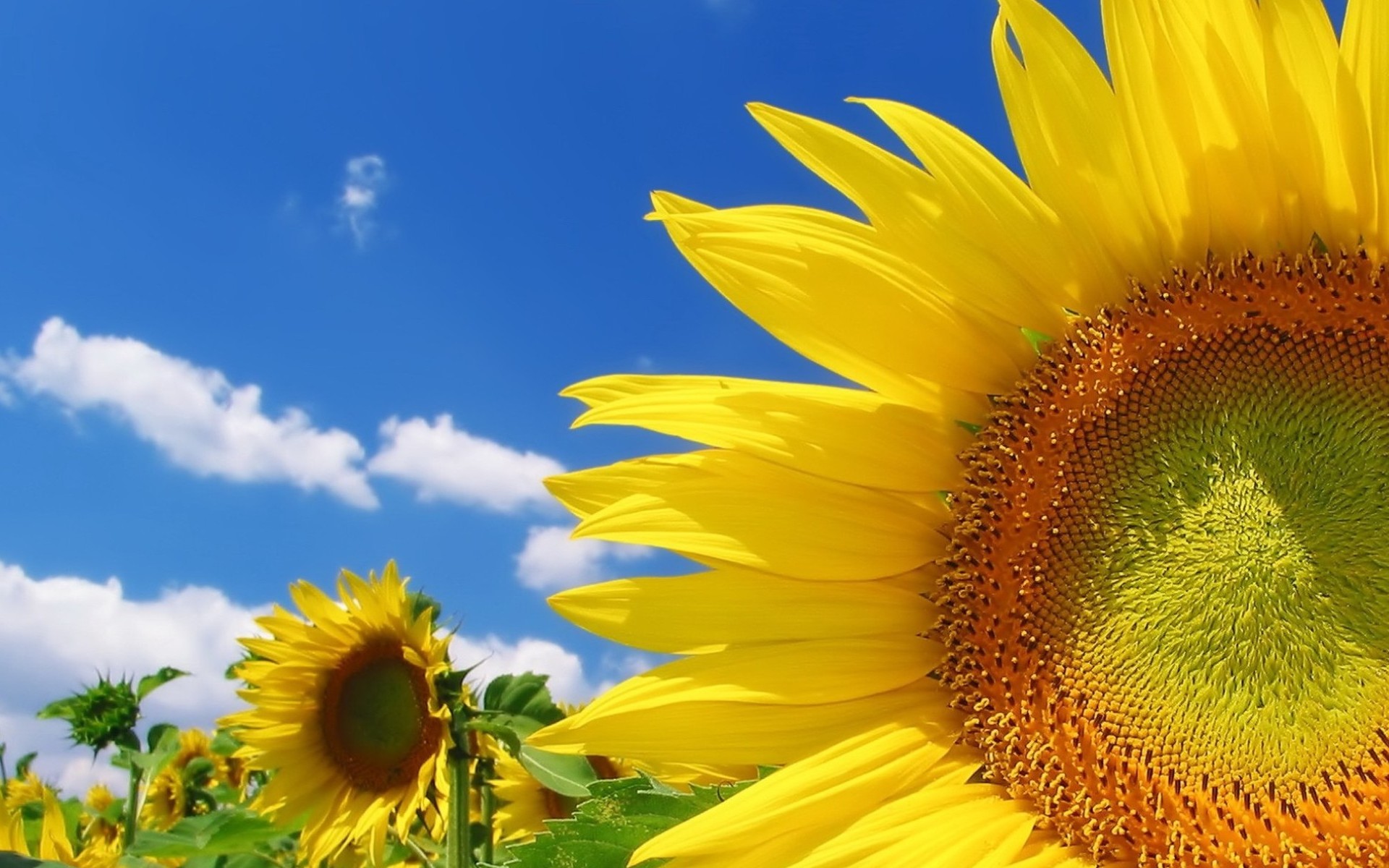 Free download wallpaper Earth, Sunflower on your PC desktop