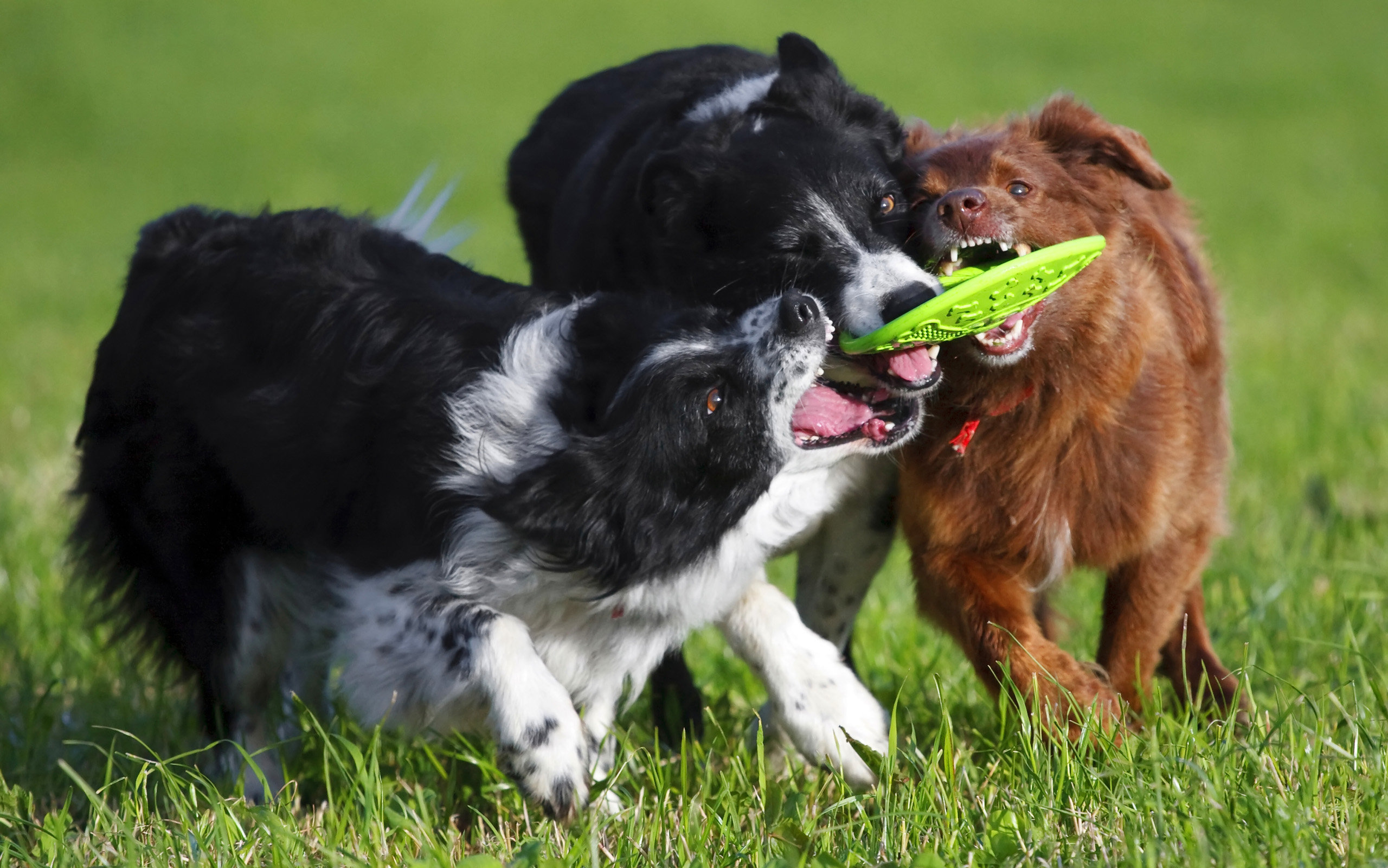 PCデスクトップに動物, 犬画像を無料でダウンロード