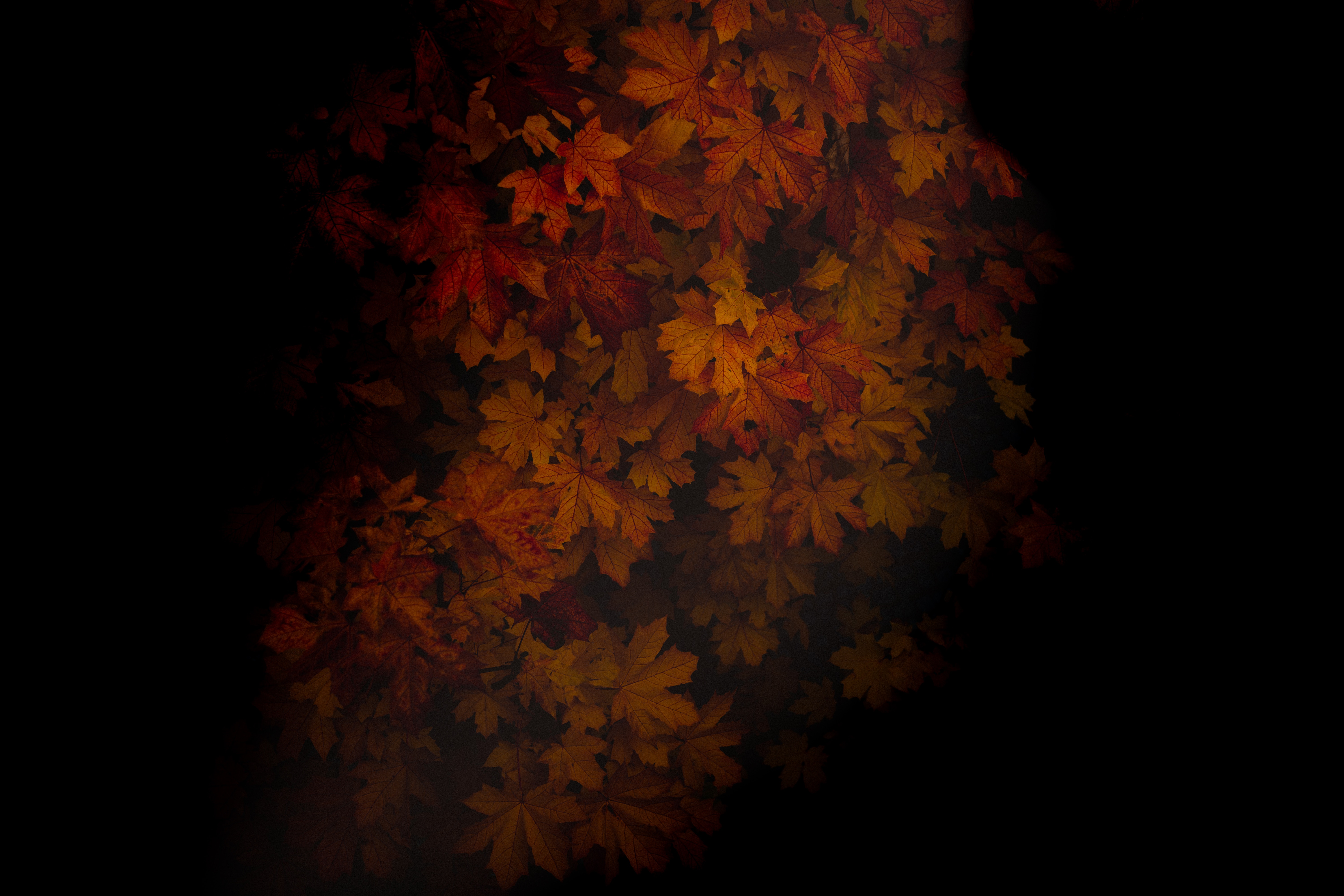 leaves, autumn, wood, dark, shadows, tree, maple cellphone