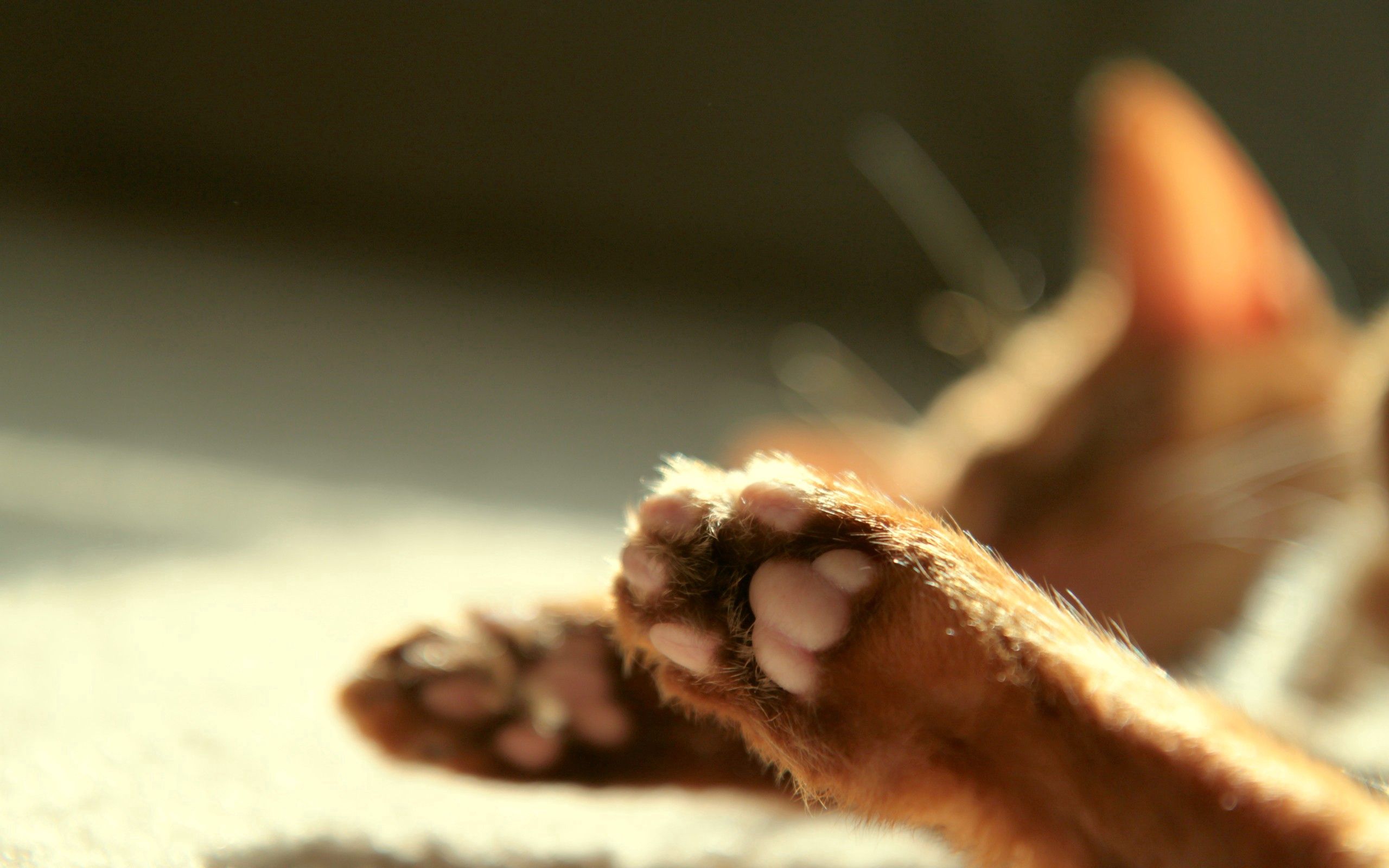 Download mobile wallpaper Paws, Smooth, Animals, Cat, Blur for free.