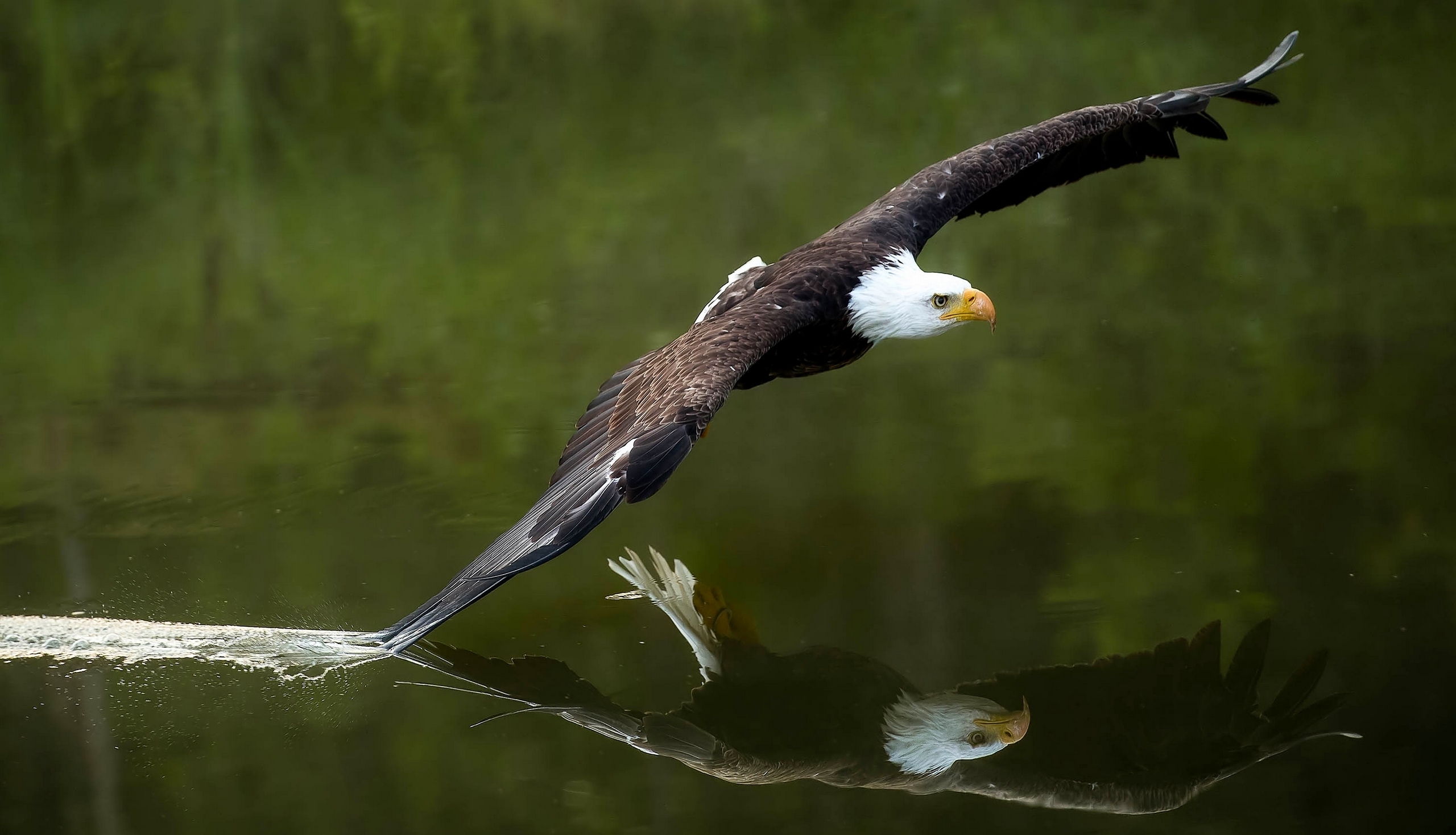 Download mobile wallpaper Birds, Reflection, Bird, Animal, Eagle, Bald Eagle for free.