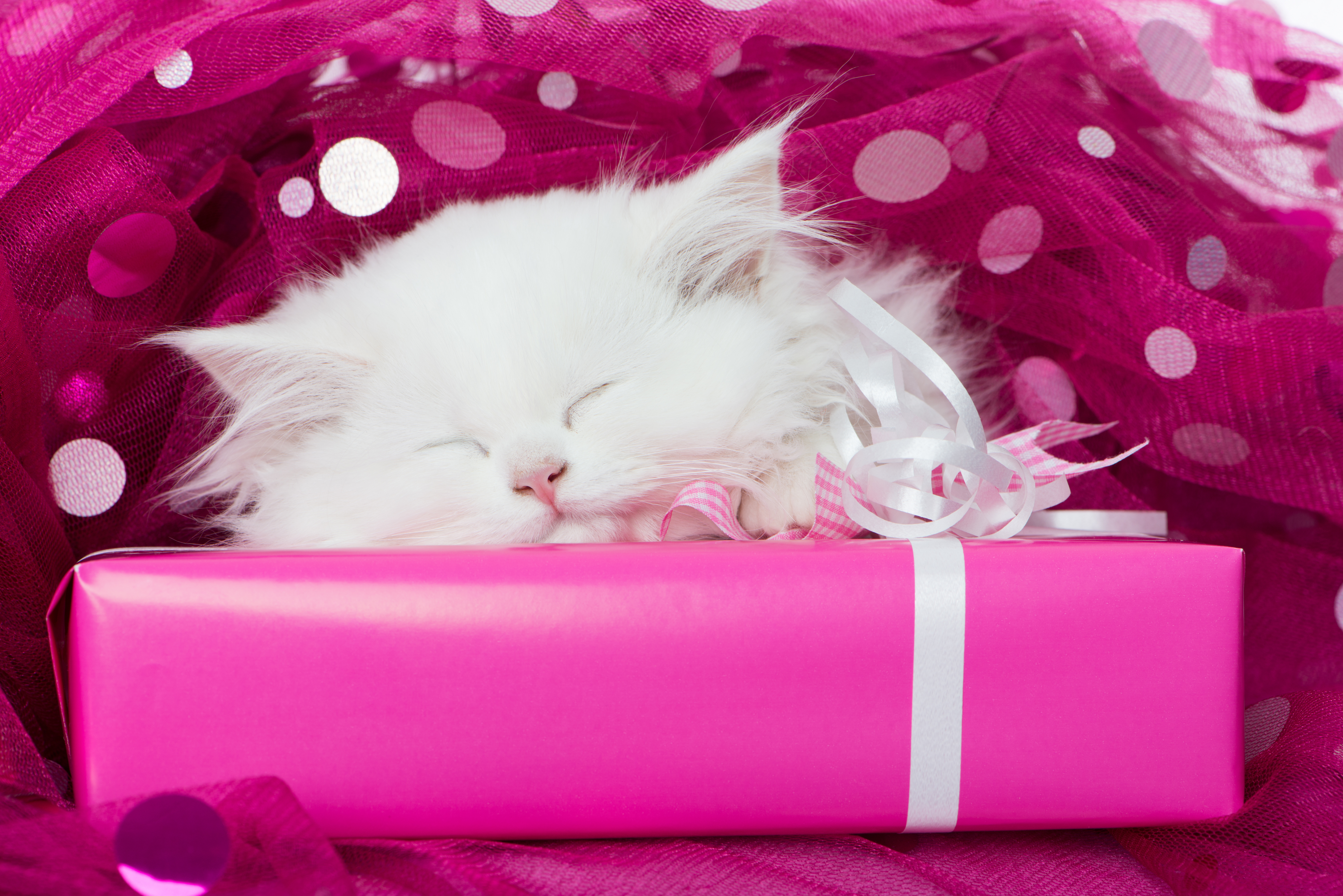 Download mobile wallpaper Cats, Pink, Cat, Fluffy, Kitten, Animal, Gift, Sleeping for free.