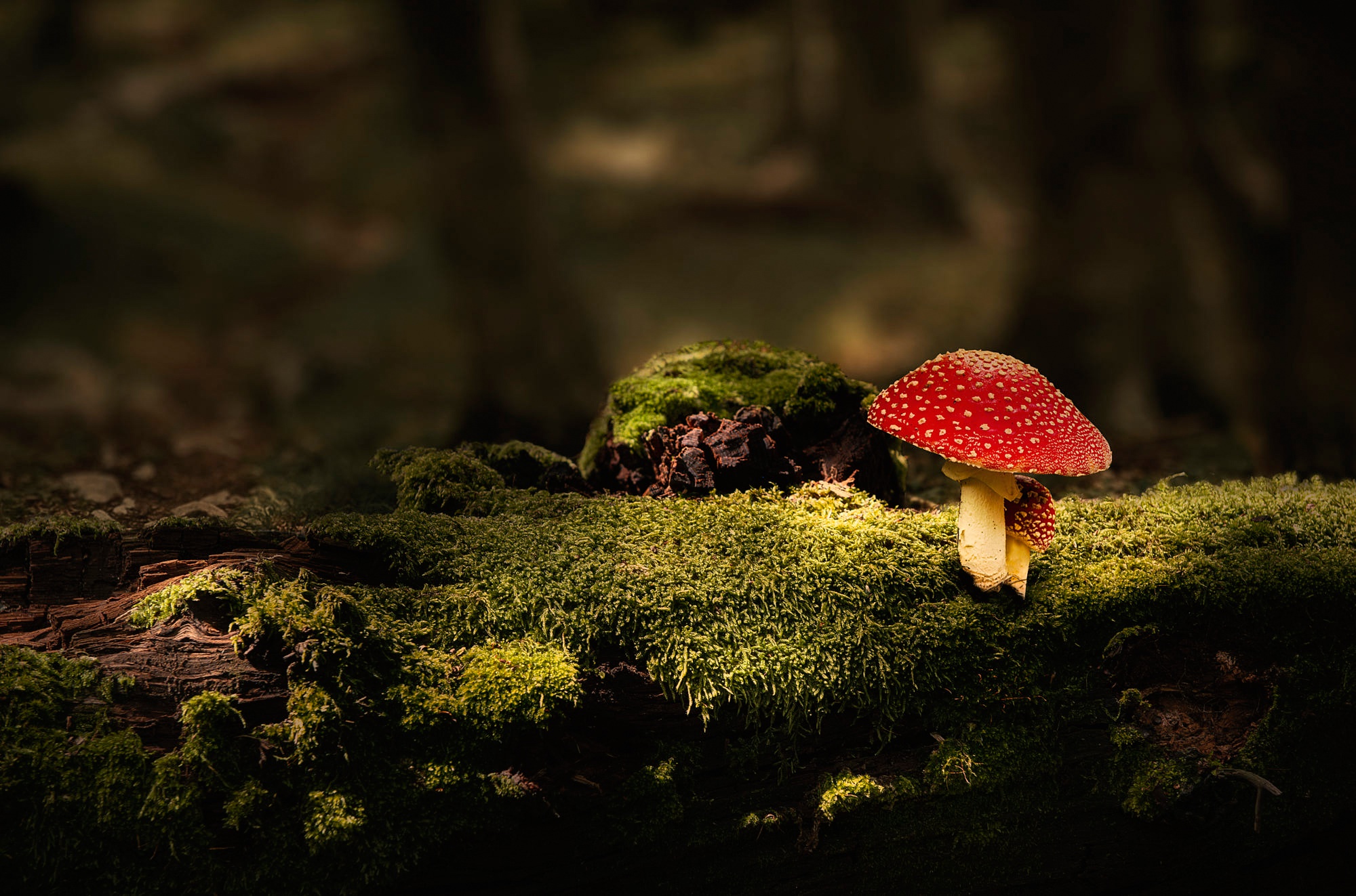 Download mobile wallpaper Nature, Macro, Earth, Mushroom, Moss for free.