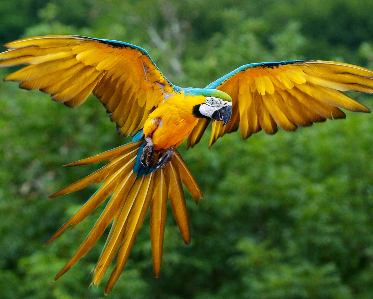 Download mobile wallpaper Animal, Blue And Yellow Macaw for free.