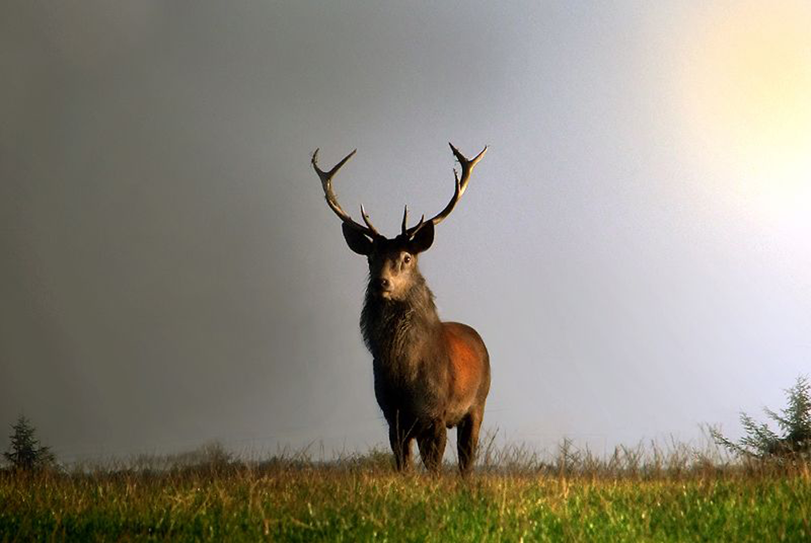 Laden Sie das Tiere, Hirsch-Bild kostenlos auf Ihren PC-Desktop herunter