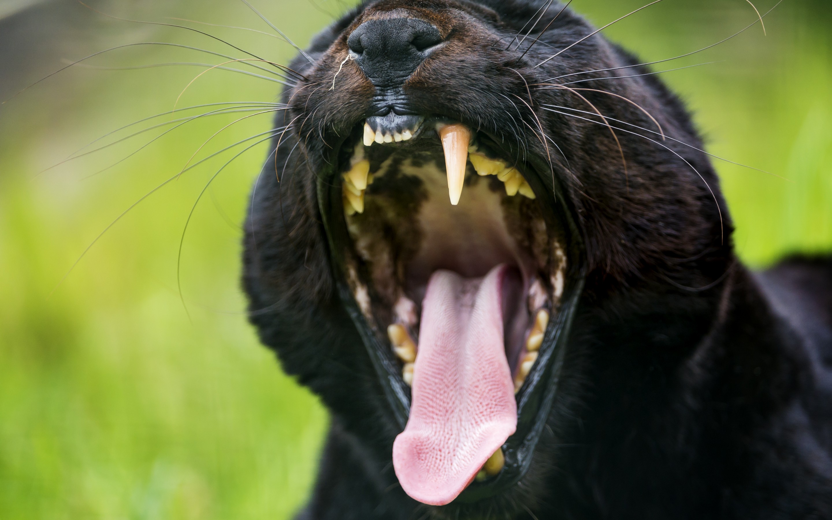 Baixe gratuitamente a imagem Animais, Gatos, Pantera Negra na área de trabalho do seu PC