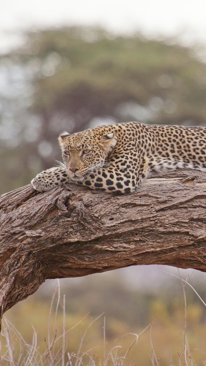 Download mobile wallpaper Cats, Cat, Leopard, Animal, Africa for free.