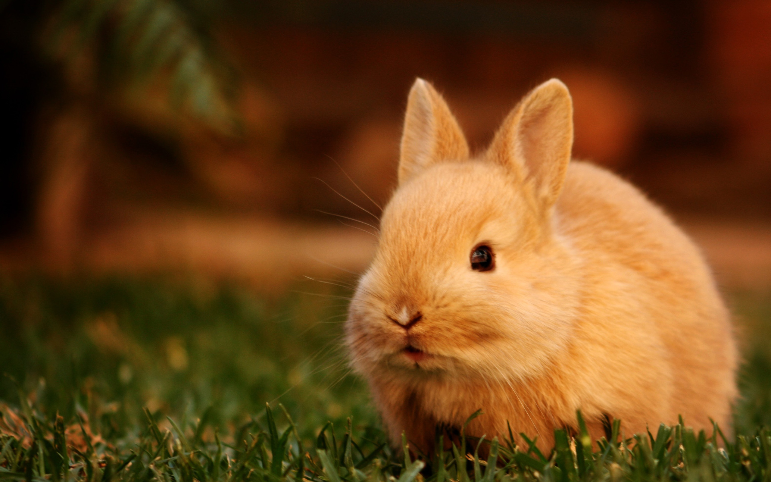 Download mobile wallpaper Animal, Rabbit for free.