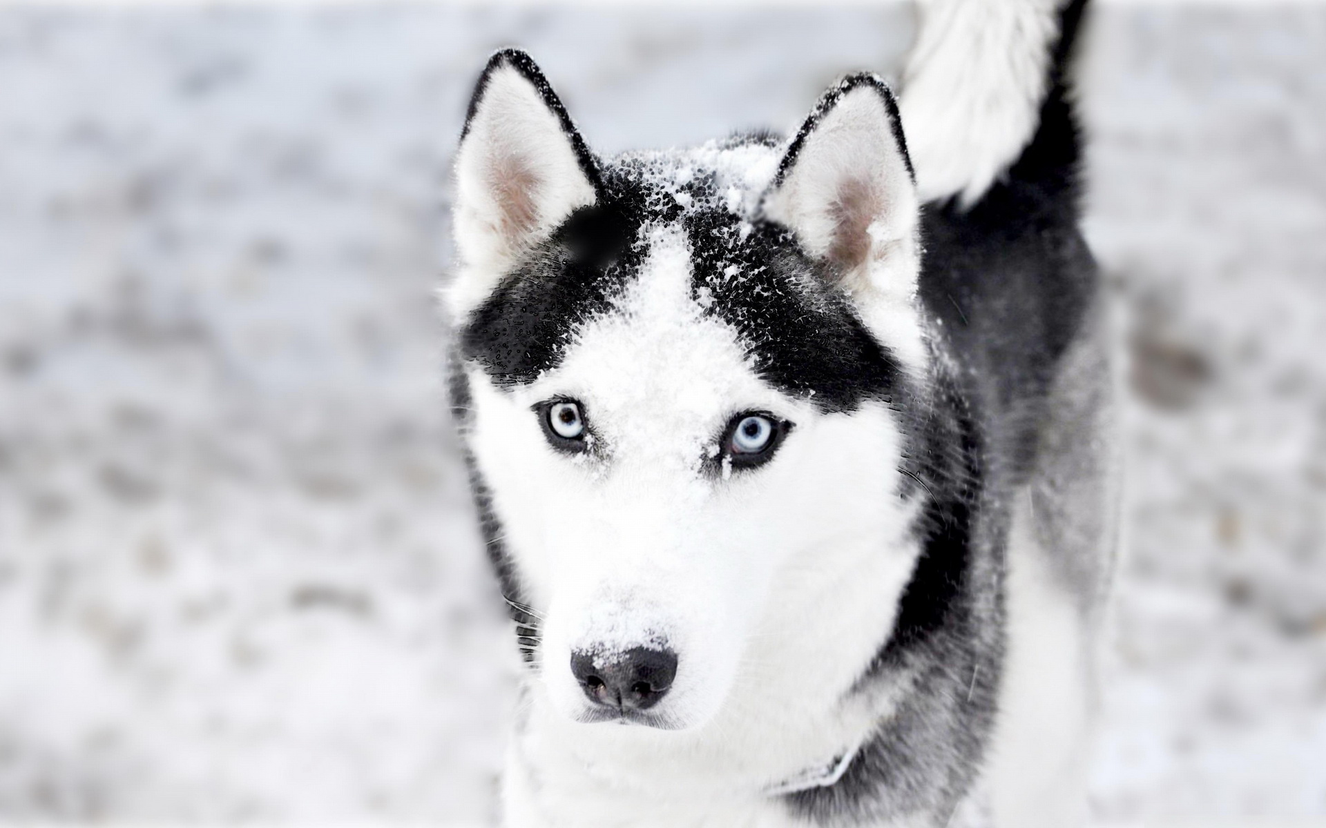 Free download wallpaper Dogs, Animal, Husky on your PC desktop