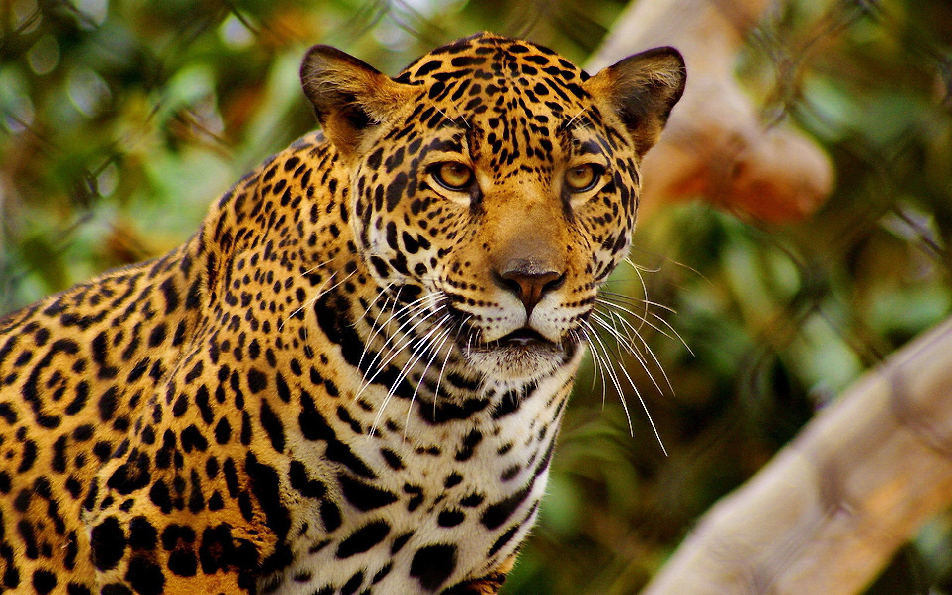 278920 Bild herunterladen tiere, jaguar, schnauze, schnurrhaare, katzen - Hintergrundbilder und Bildschirmschoner kostenlos