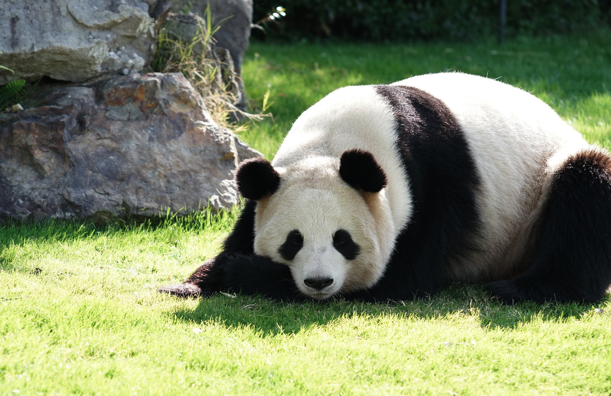 Baixar papel de parede para celular de Animais, Panda gratuito.