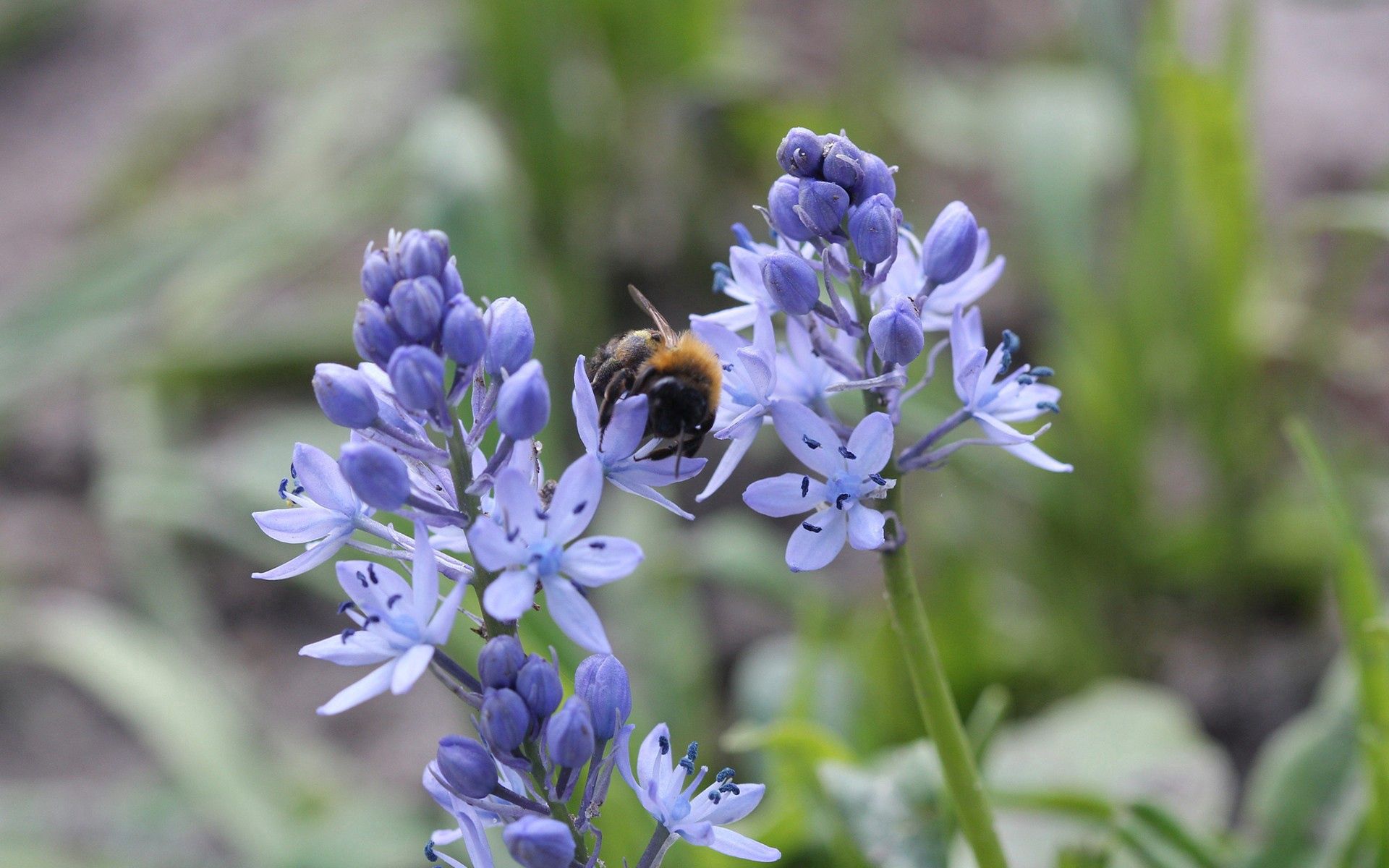 128234 baixar imagens flores, plantar, planta, macro, inseto, abelha, abelhão - papéis de parede e protetores de tela gratuitamente