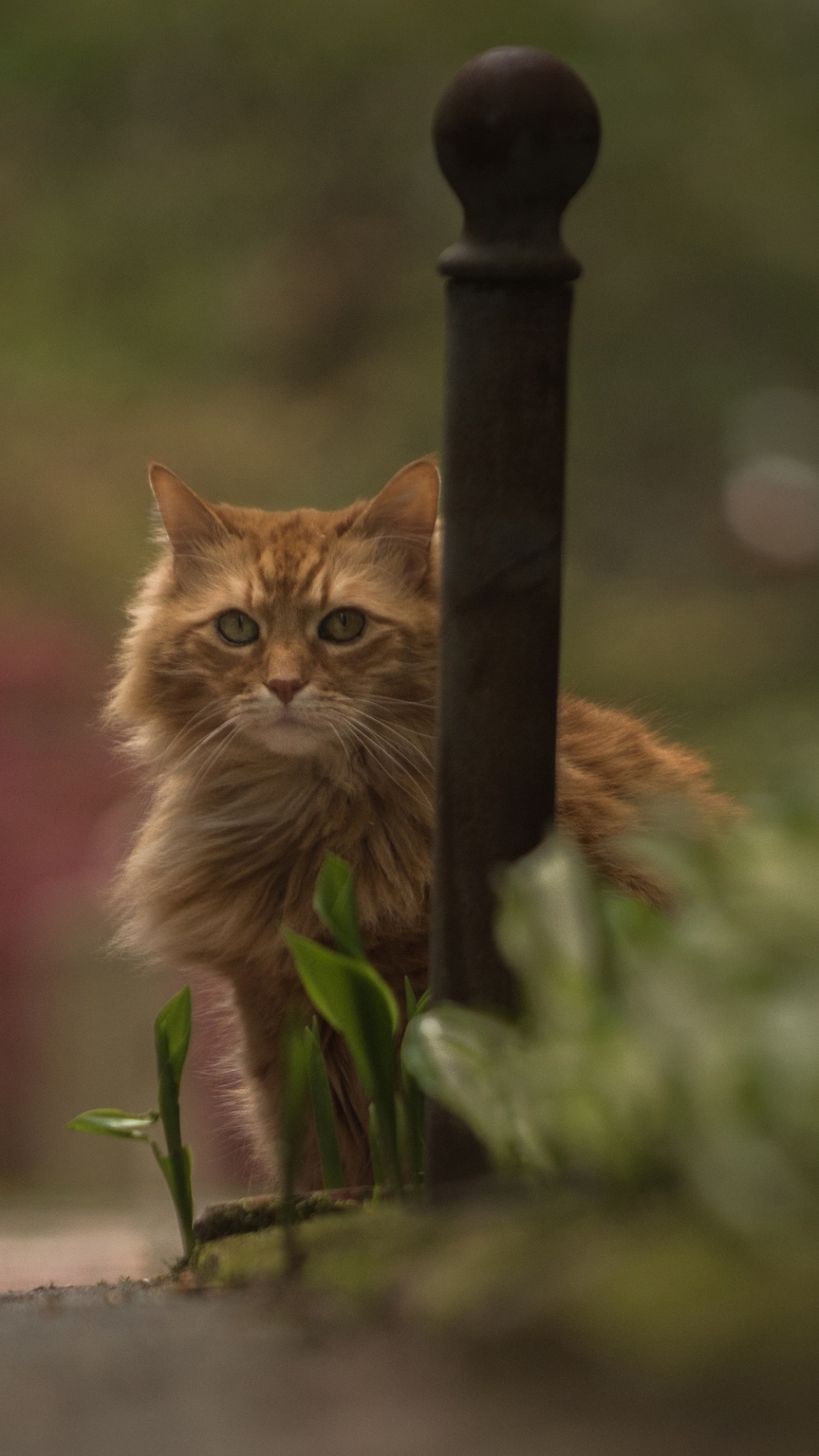 Baixar papel de parede para celular de Animais, Gatos, Gato, Borrão, Olhar Fixamente gratuito.