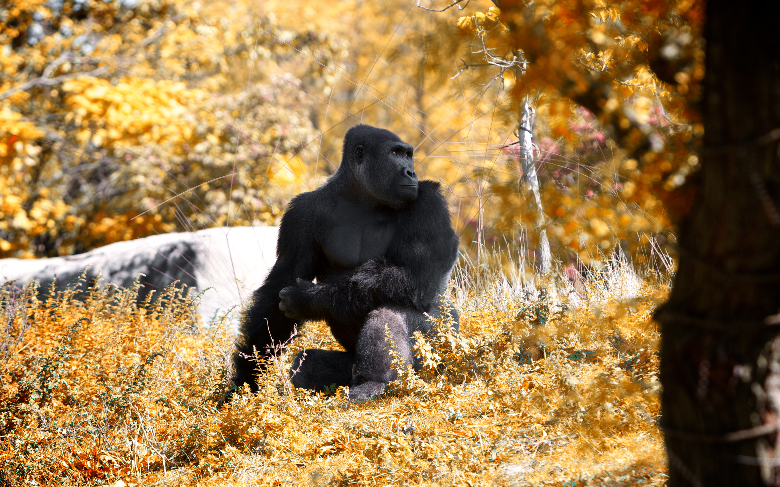 165408 descargar imagen animales, gorila, monos: fondos de pantalla y protectores de pantalla gratis