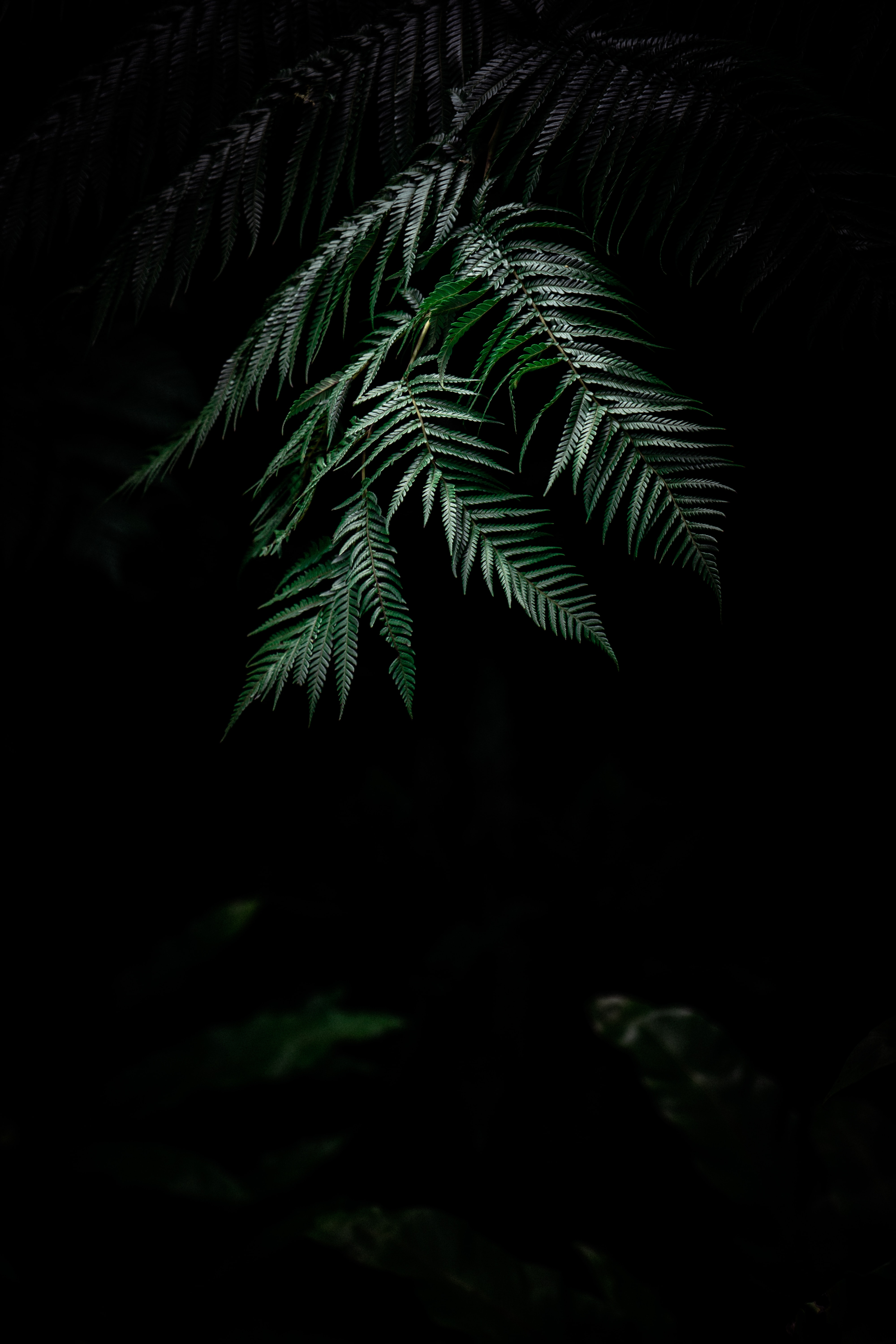 fern, leaves, plant, dark 4K, Ultra HD