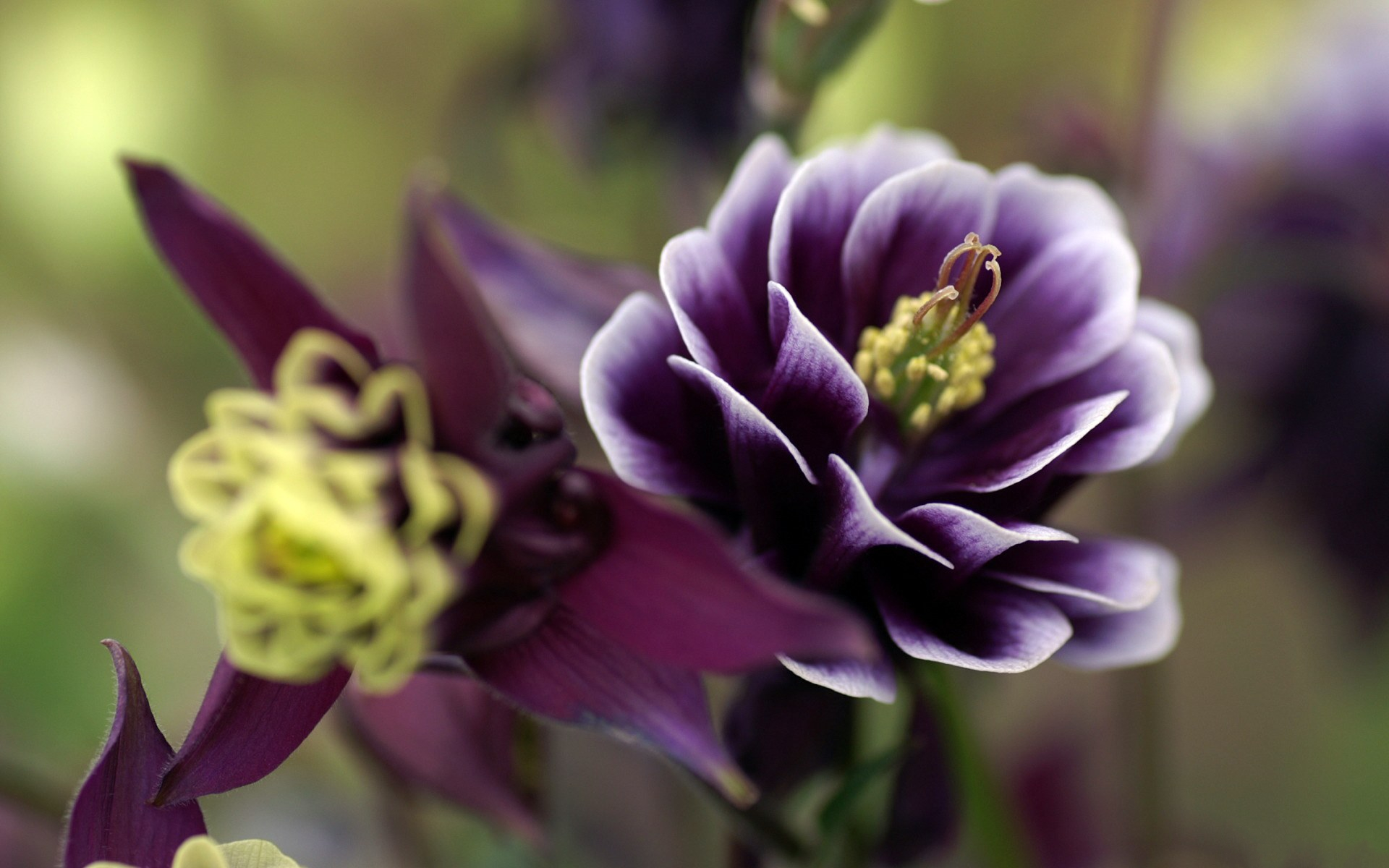 Free download wallpaper Flower, Close Up, Earth, Purple Flower on your PC desktop