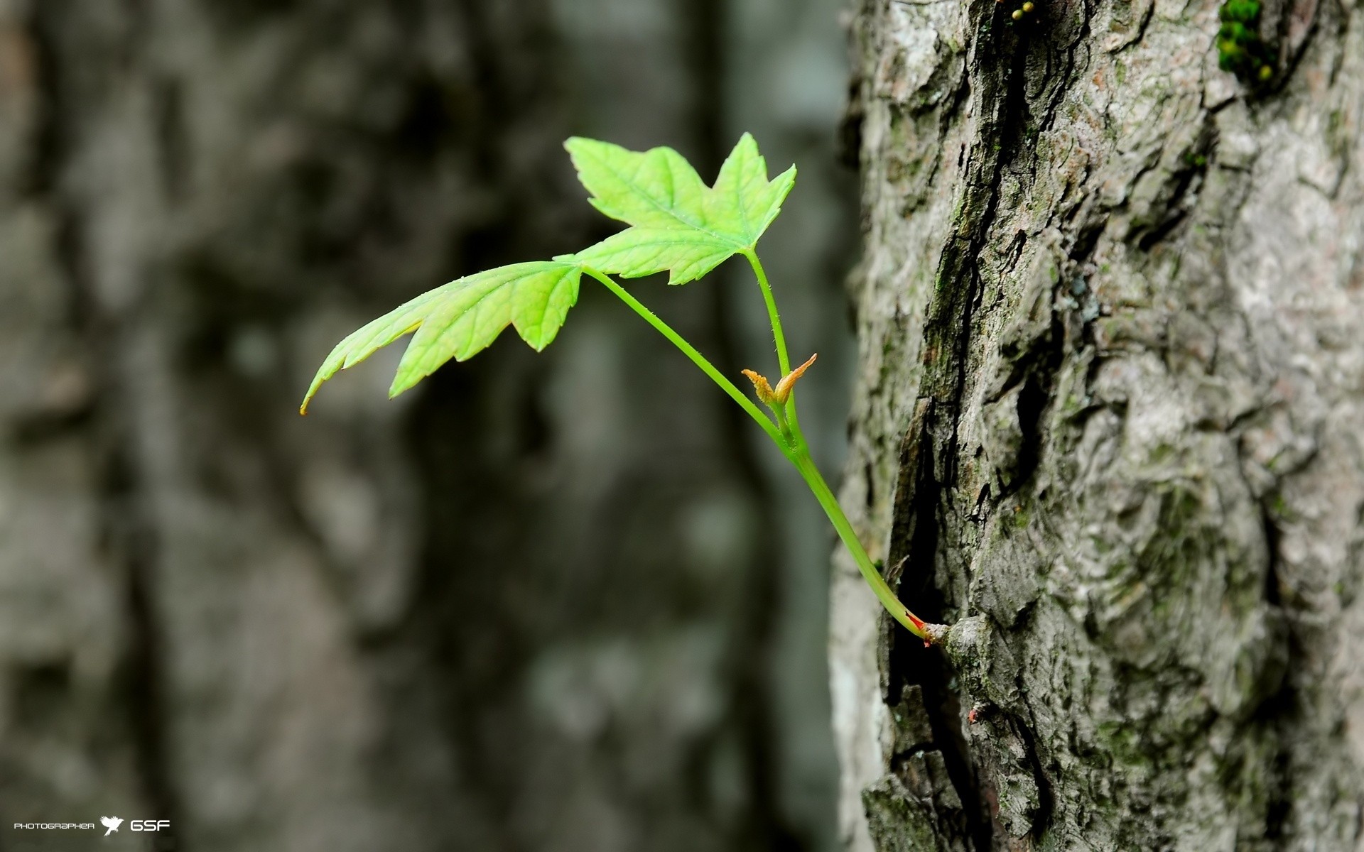 Free download wallpaper Nature, Close Up, Earth on your PC desktop