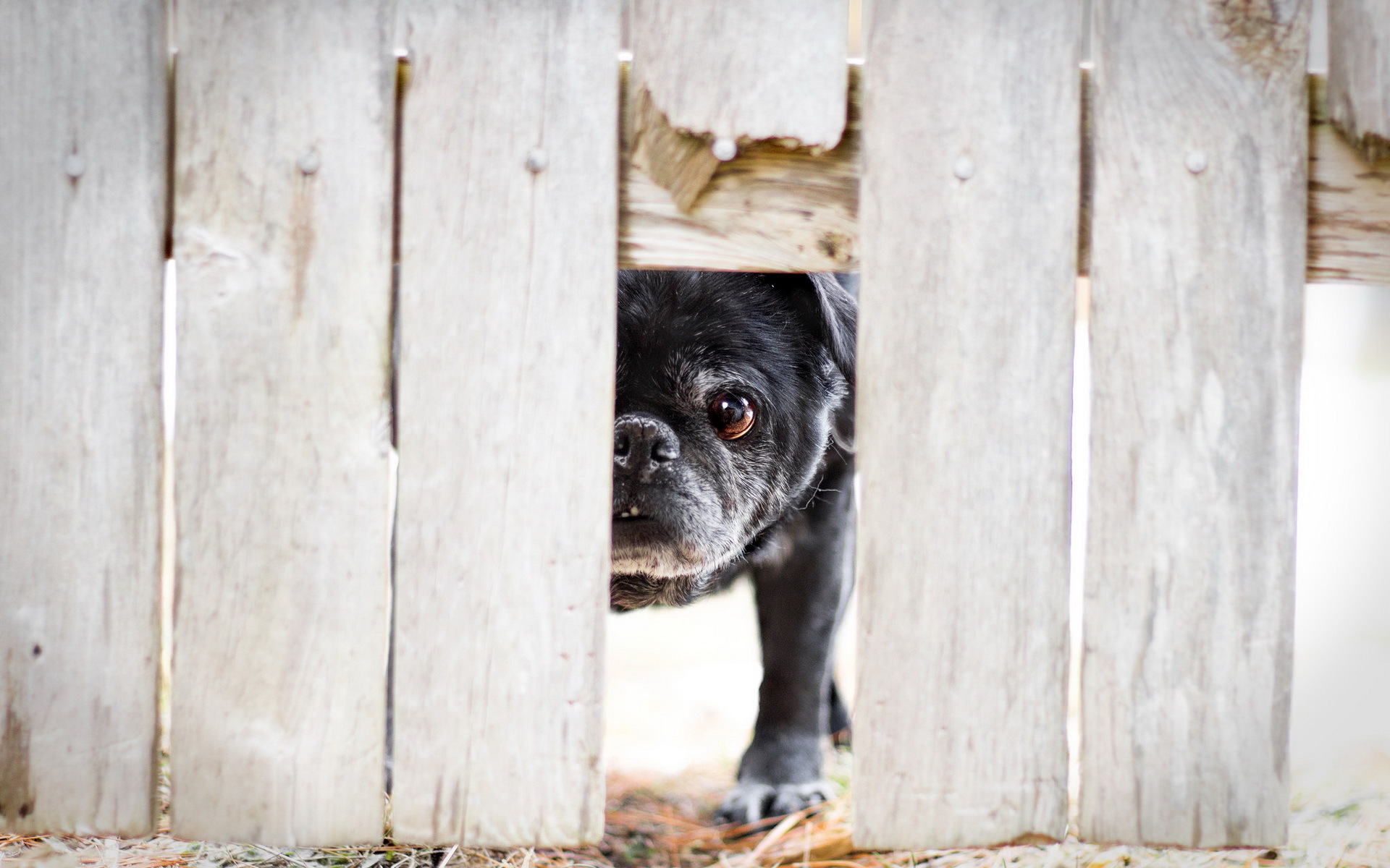 Baixar papel de parede para celular de Animais, Cães, Cão gratuito.