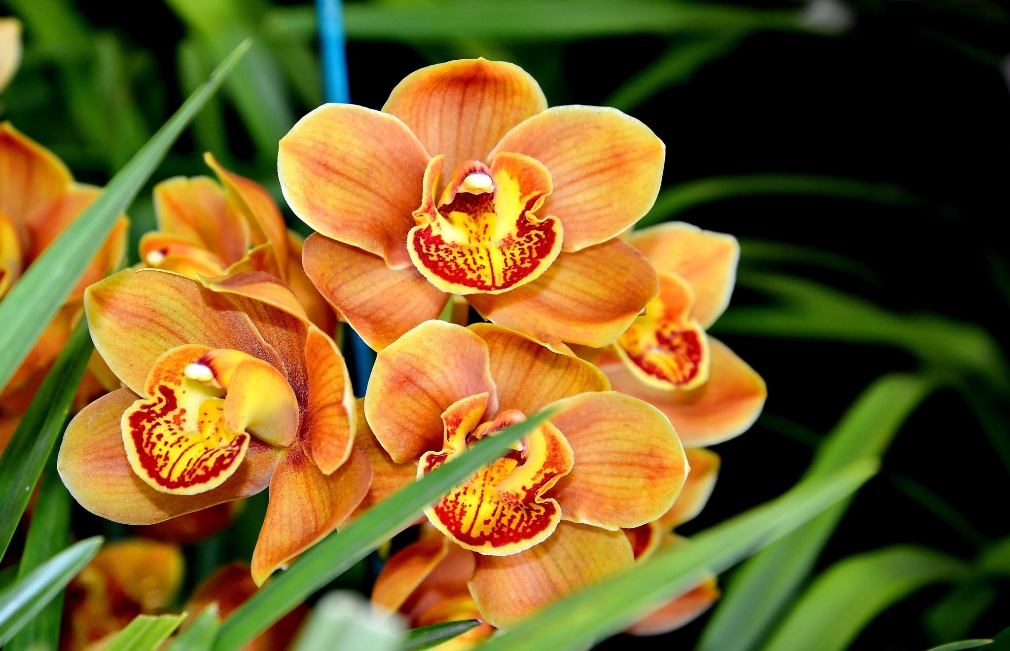 80091 скачать обои орхидея, экзотика, крупный план, цветок, цветы - заставки и картинки бесплатно